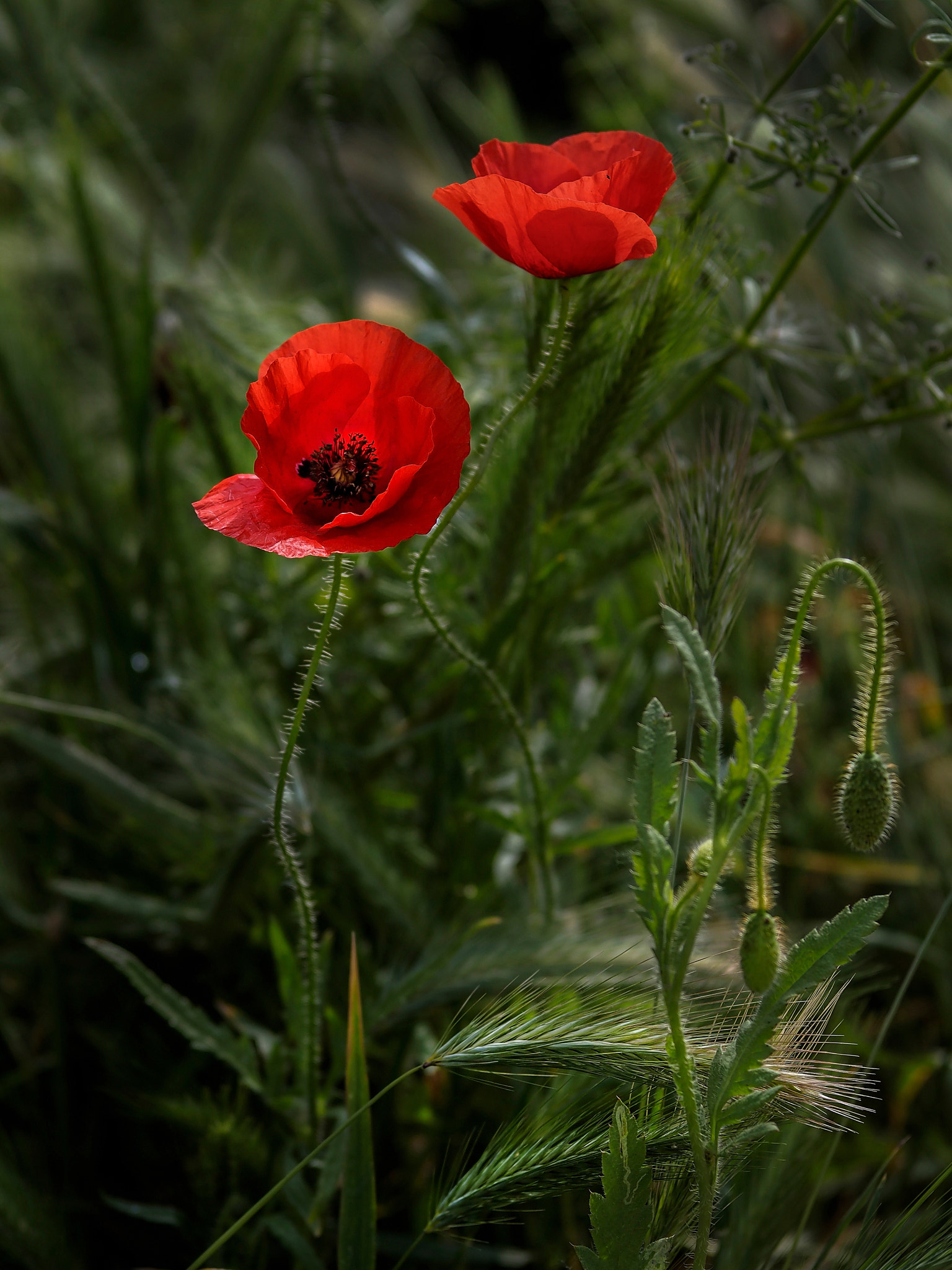 Olympus OM-D E-M1 + Sigma 60mm F2.8 DN Art sample photo. Primavera photography