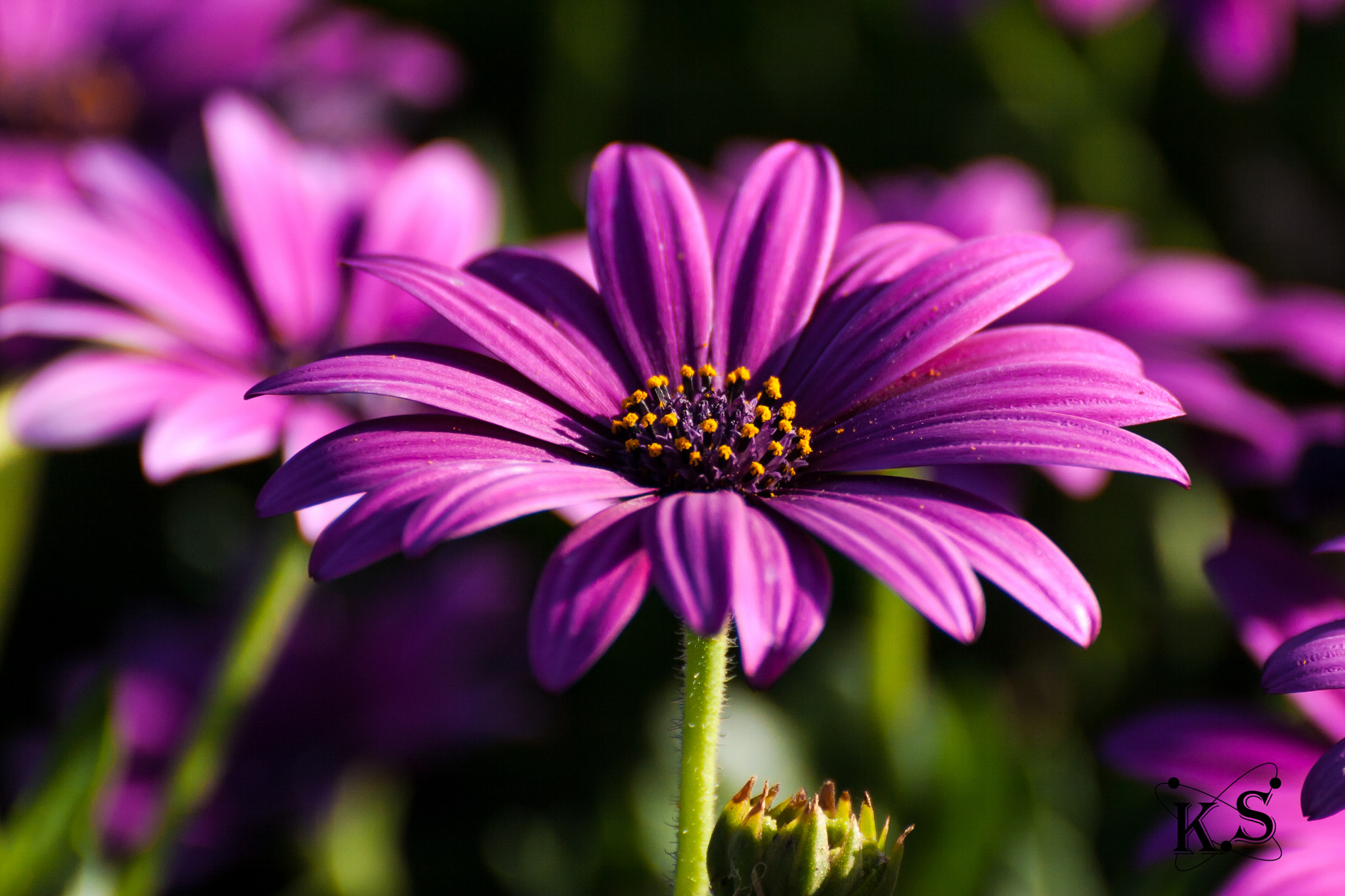 Tamron SP 35mm F1.8 Di VC USD sample photo. Flower photography