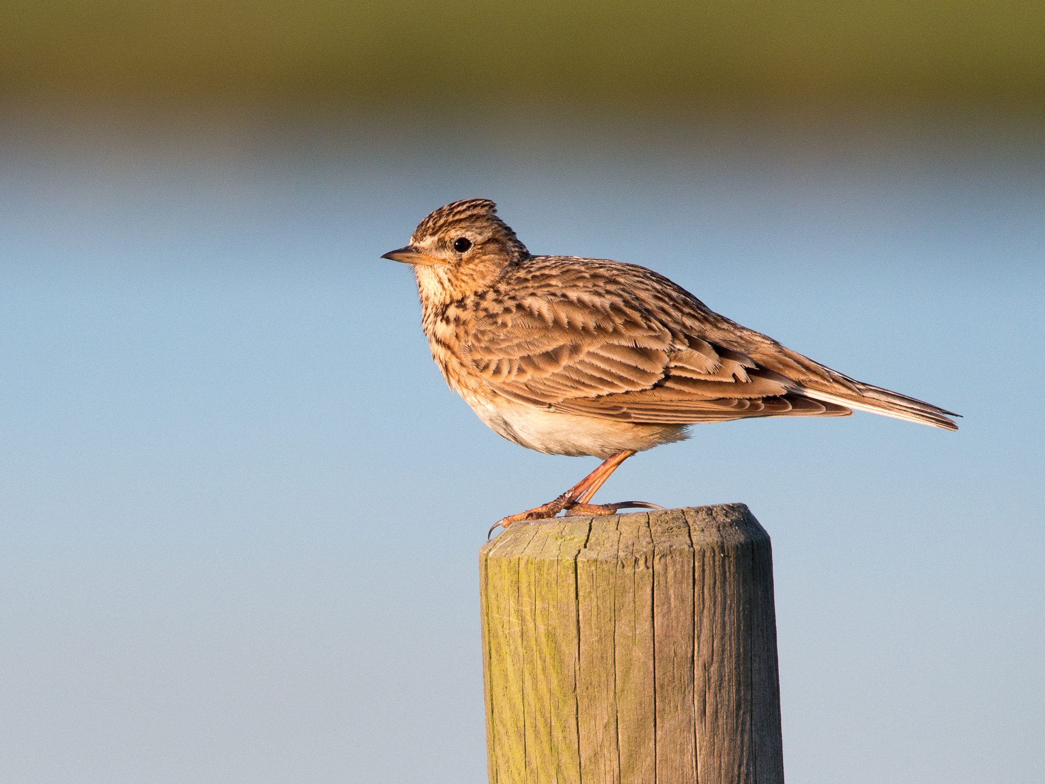 Olympus OM-D E-M1 + M.300mm F4.0 + MC-14 sample photo. Skylark photography