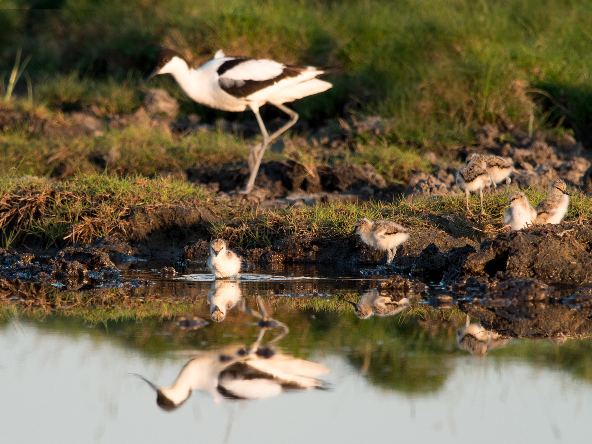 Olympus OM-D E-M1 + M.300mm F4.0 + MC-14 sample photo. Pied avocets photography