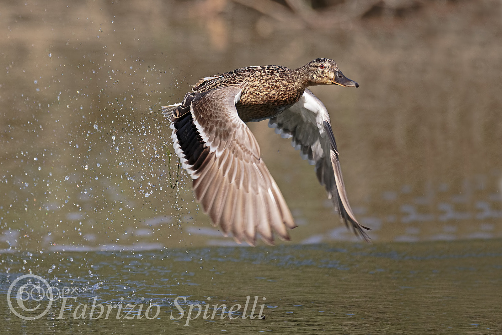 150-600mm F5-6.3 DG OS HSM | Sports 014 sample photo. Germano_reale photography