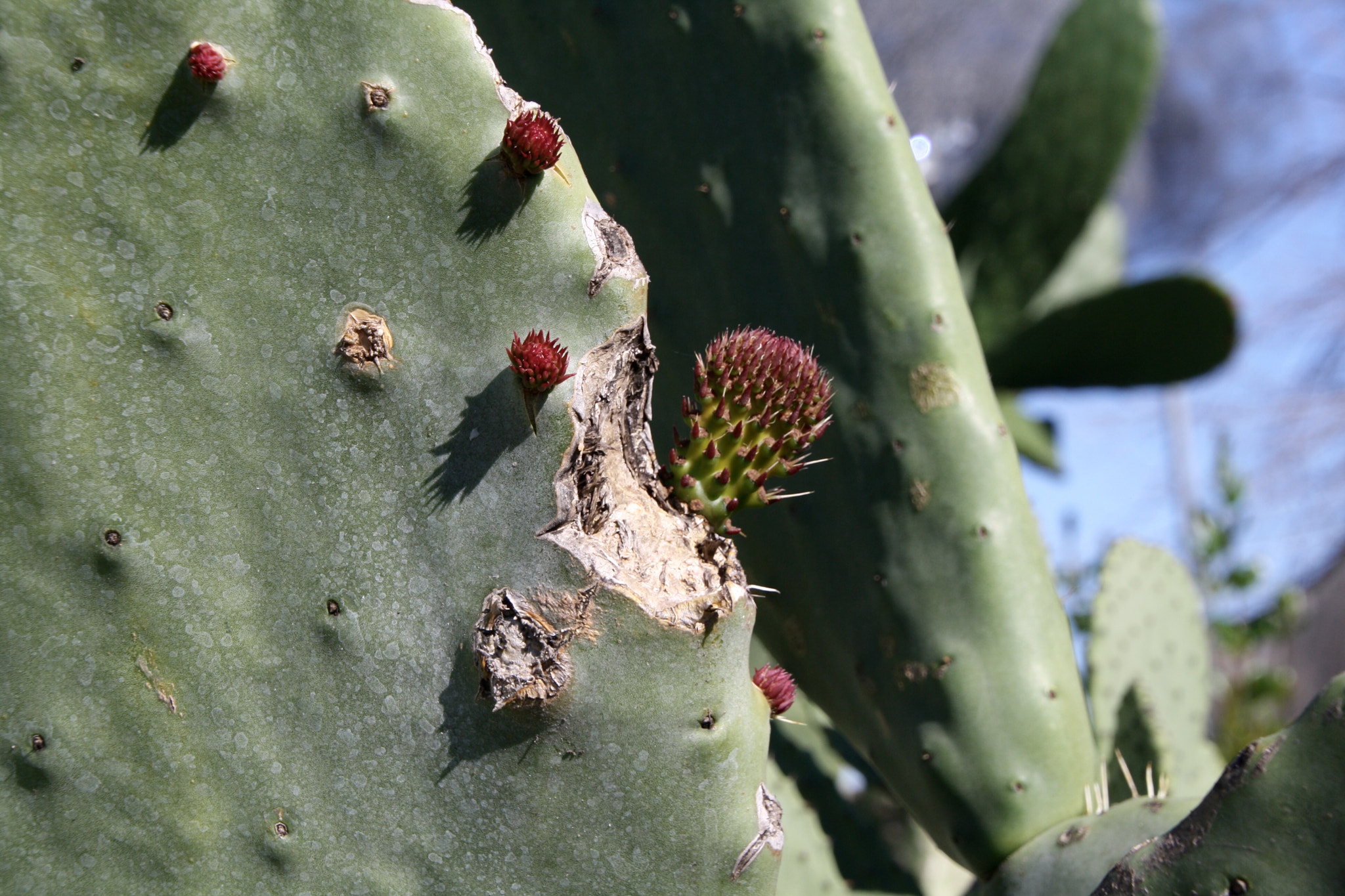 Canon EOS 1000D (EOS Digital Rebel XS / EOS Kiss F) + Canon 18-270mm sample photo. Life and death on a cactus photography