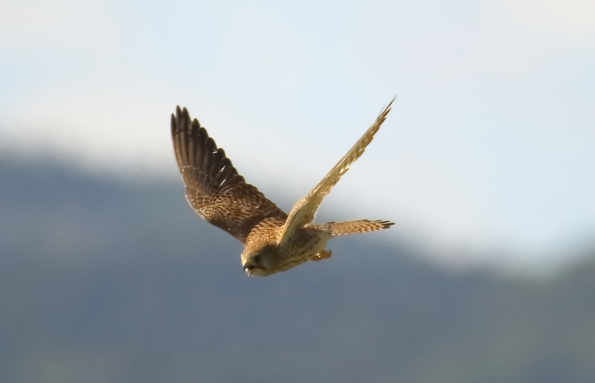Sigma 150-600mm F5-6.3 DG OS HSM | S sample photo. Gheppio - falco tinnunculus ( femmina ) photography