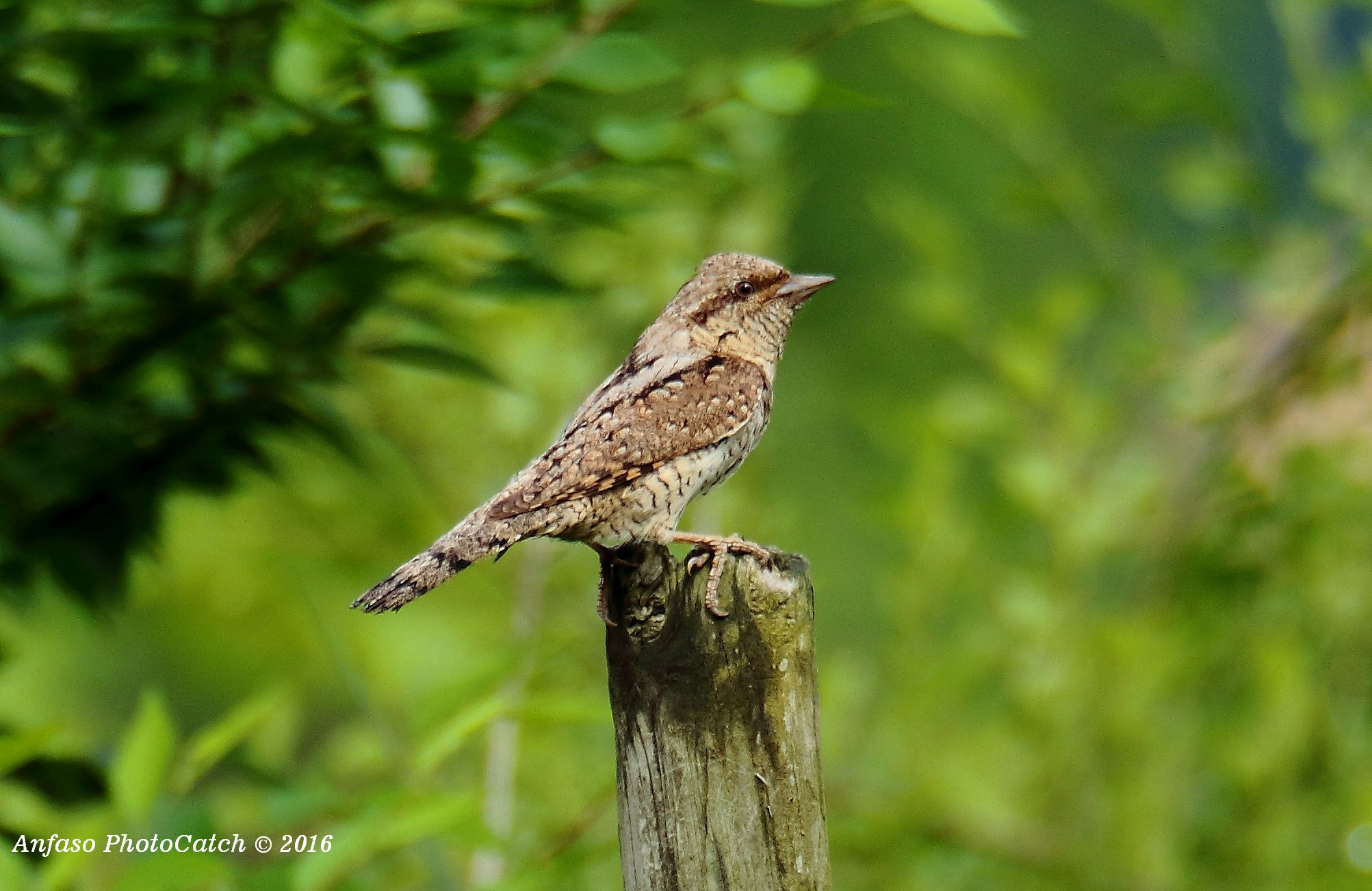 Sigma 150-600mm F5-6.3 DG OS HSM | S sample photo. Torcicollo - jynx torquilla photography