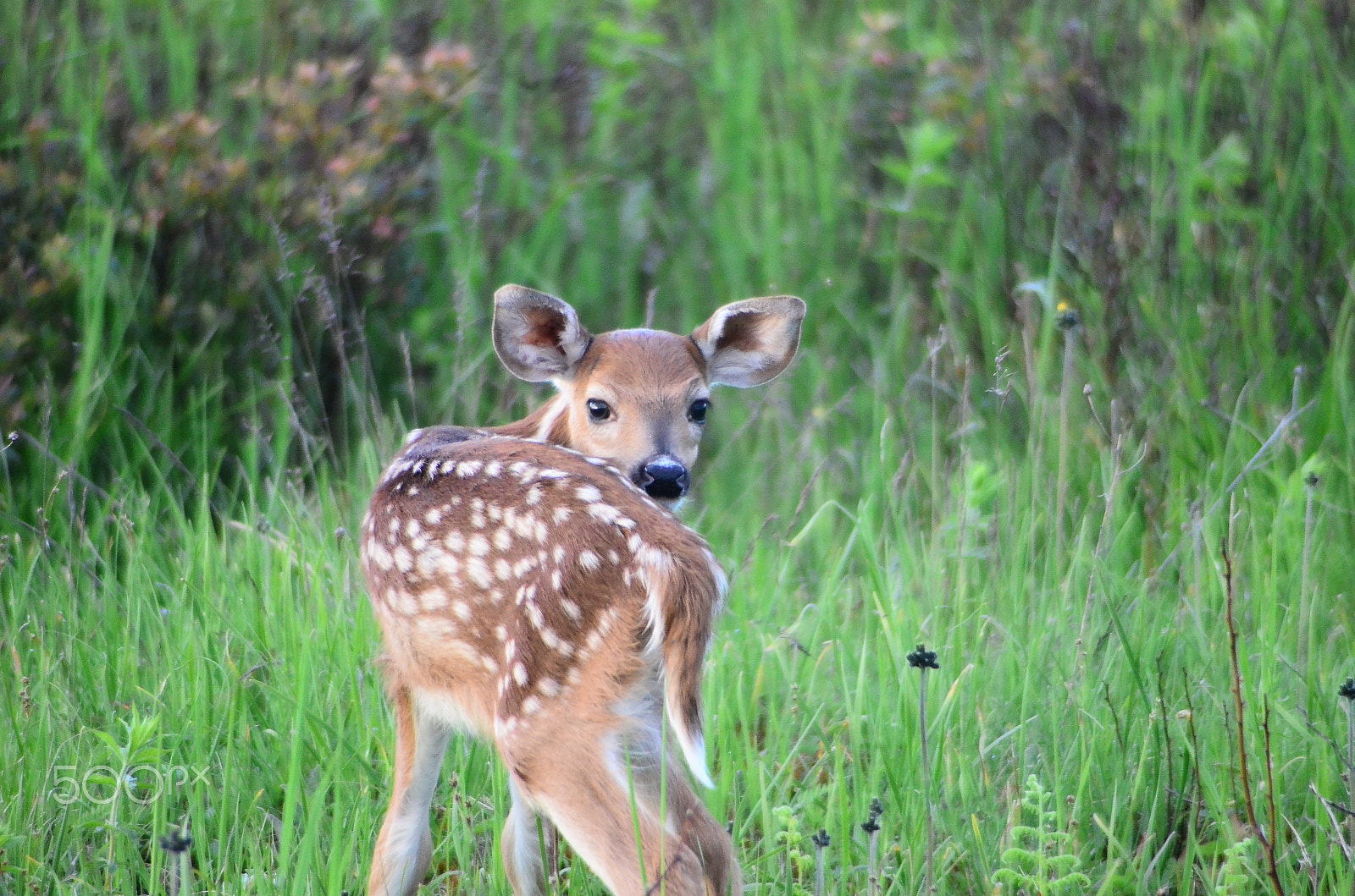 Tokina AF 353 (AF 35-300mm f/4.5-6.7) sample photo. Newborn fawn photography