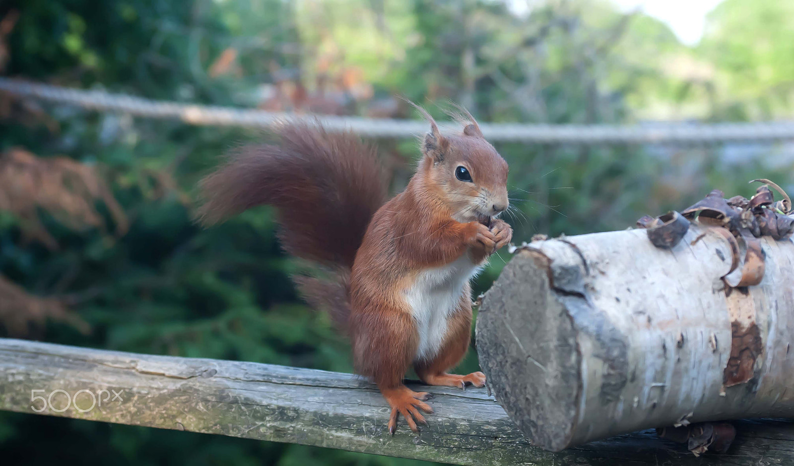 Nikon D700 + AF Zoom-Nikkor 35-70mm f/2.8D sample photo. Red squirrel photography