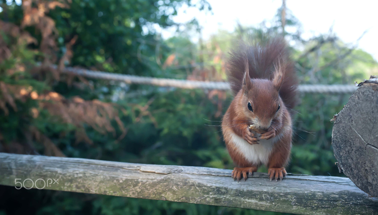 Nikon D700 + AF Zoom-Nikkor 35-70mm f/2.8D sample photo. Red squirrel photography