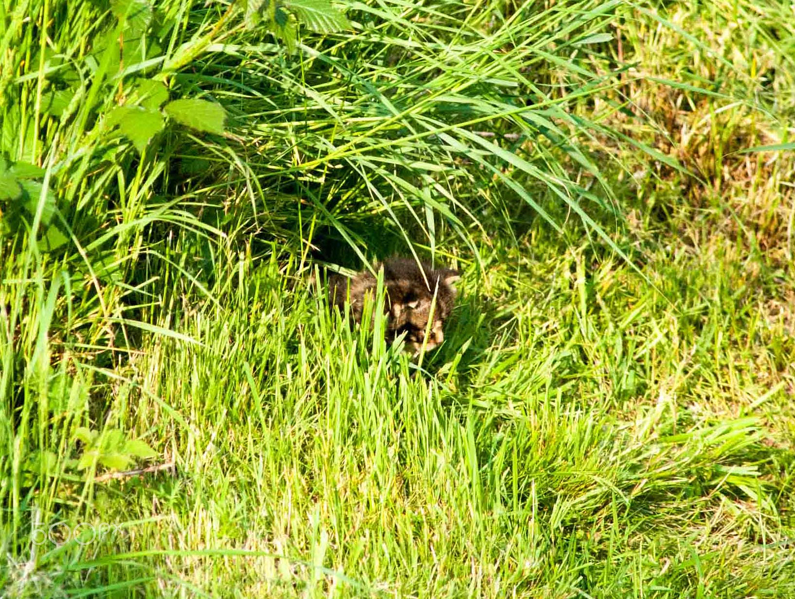 Nikon D700 + AF Nikkor 300mm f/4 IF-ED sample photo. Wildcat kitten 2 photography