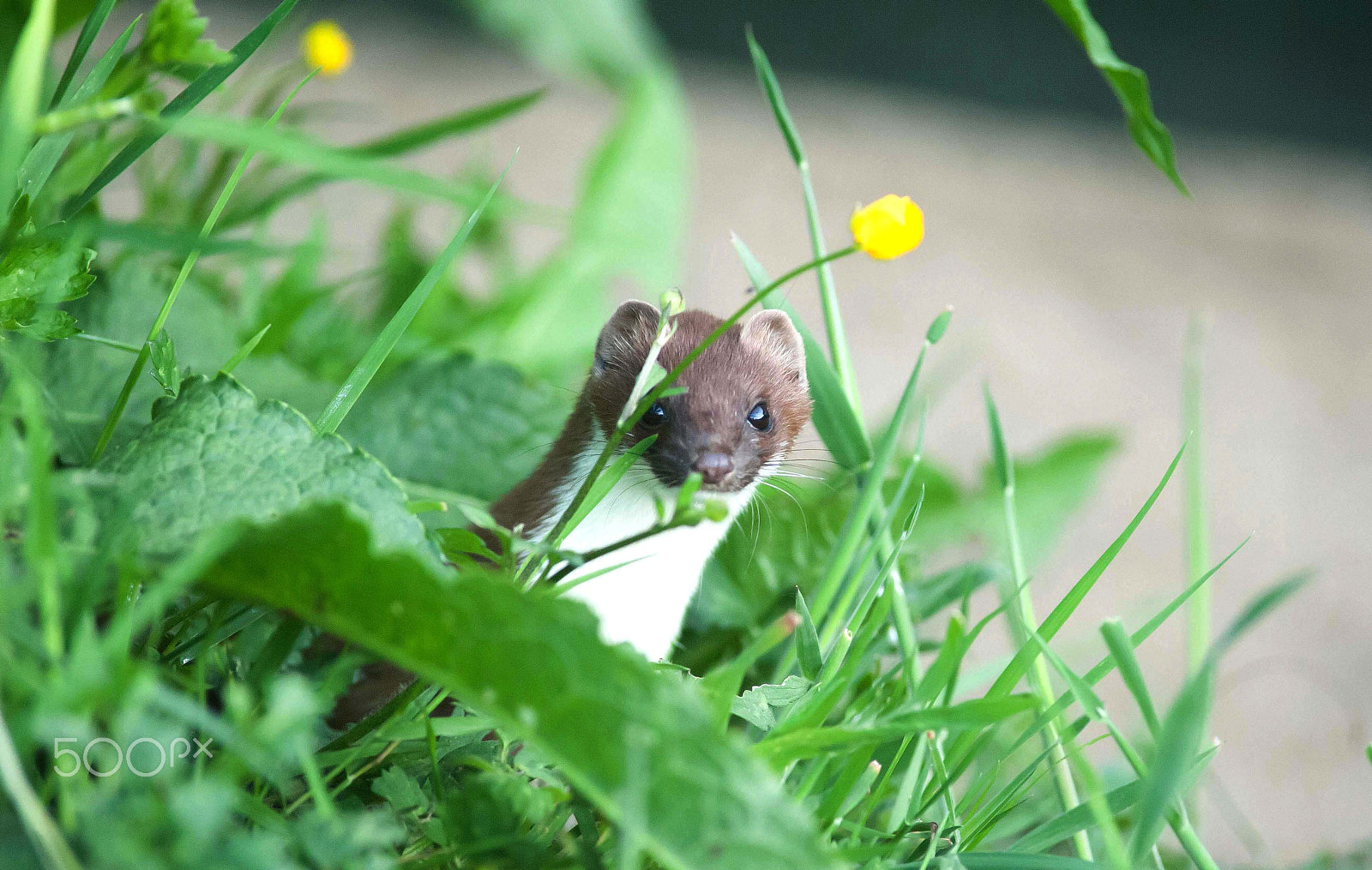 Nikon D700 + AF Nikkor 300mm f/4 IF-ED sample photo. Peeping stoat photography