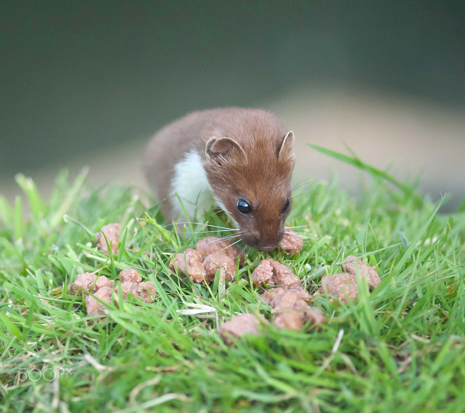 Nikon D700 + AF Nikkor 300mm f/4 IF-ED sample photo. Stoat 5 photography