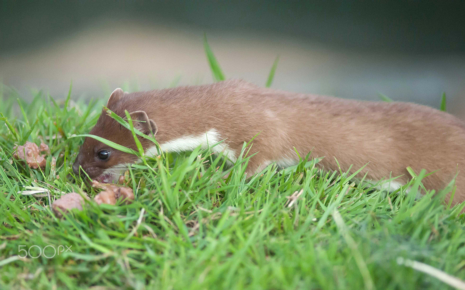 Nikon D700 + AF Nikkor 300mm f/4 IF-ED sample photo. Stoat 4 photography