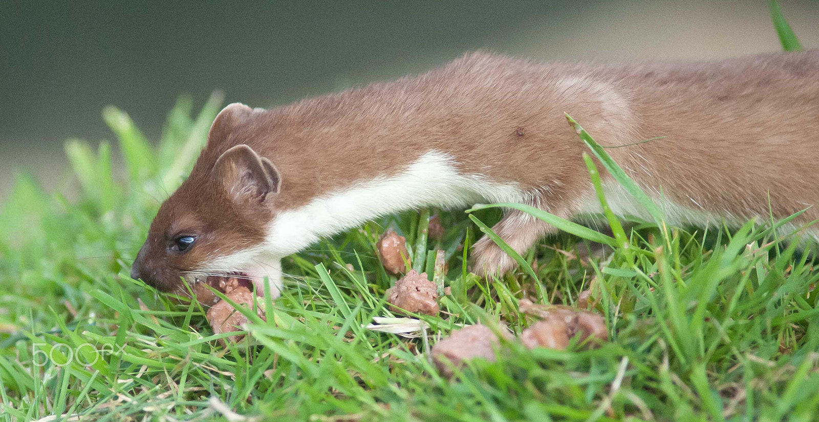 Nikon D700 + AF Nikkor 300mm f/4 IF-ED sample photo. Stoat 3 photography