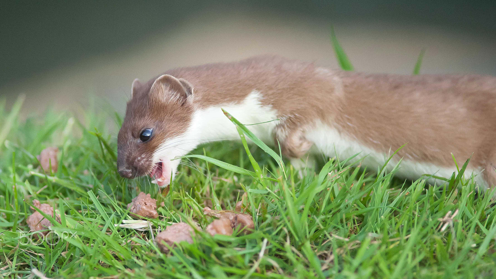 Nikon D700 + AF Nikkor 300mm f/4 IF-ED sample photo. Stoat 2 photography