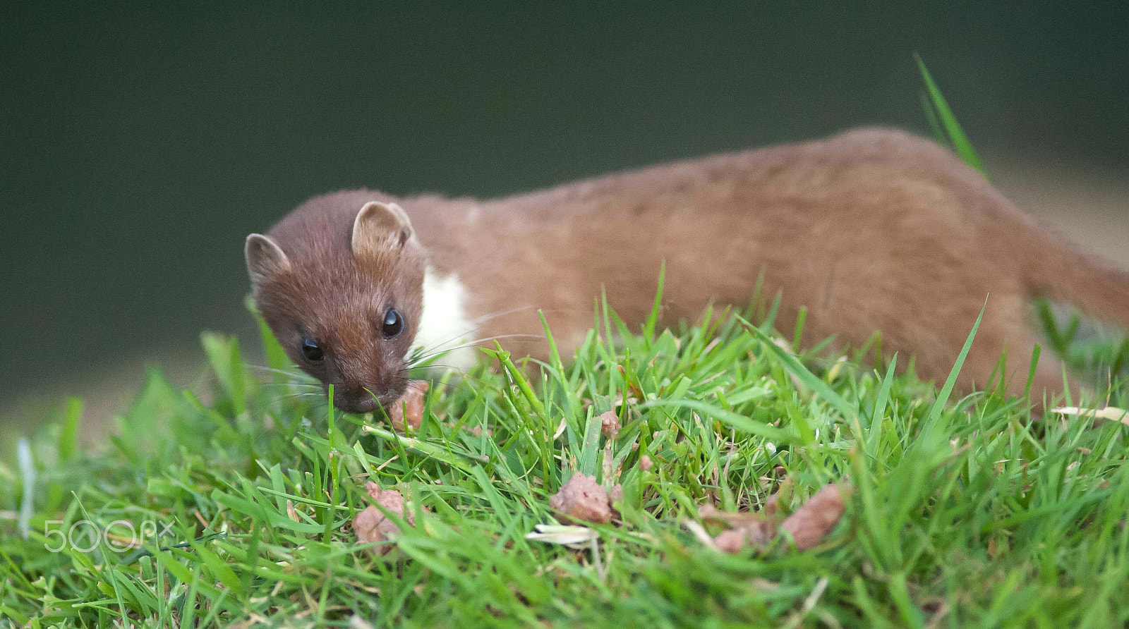 Nikon D700 + AF Nikkor 300mm f/4 IF-ED sample photo. Stoat 1 photography