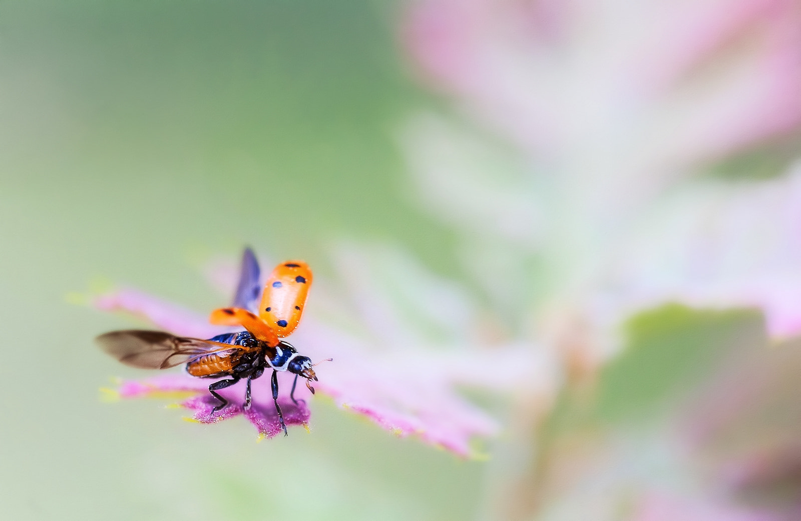 Sigma 105mm F2.8 EX DG OS HSM sample photo. Cox photography