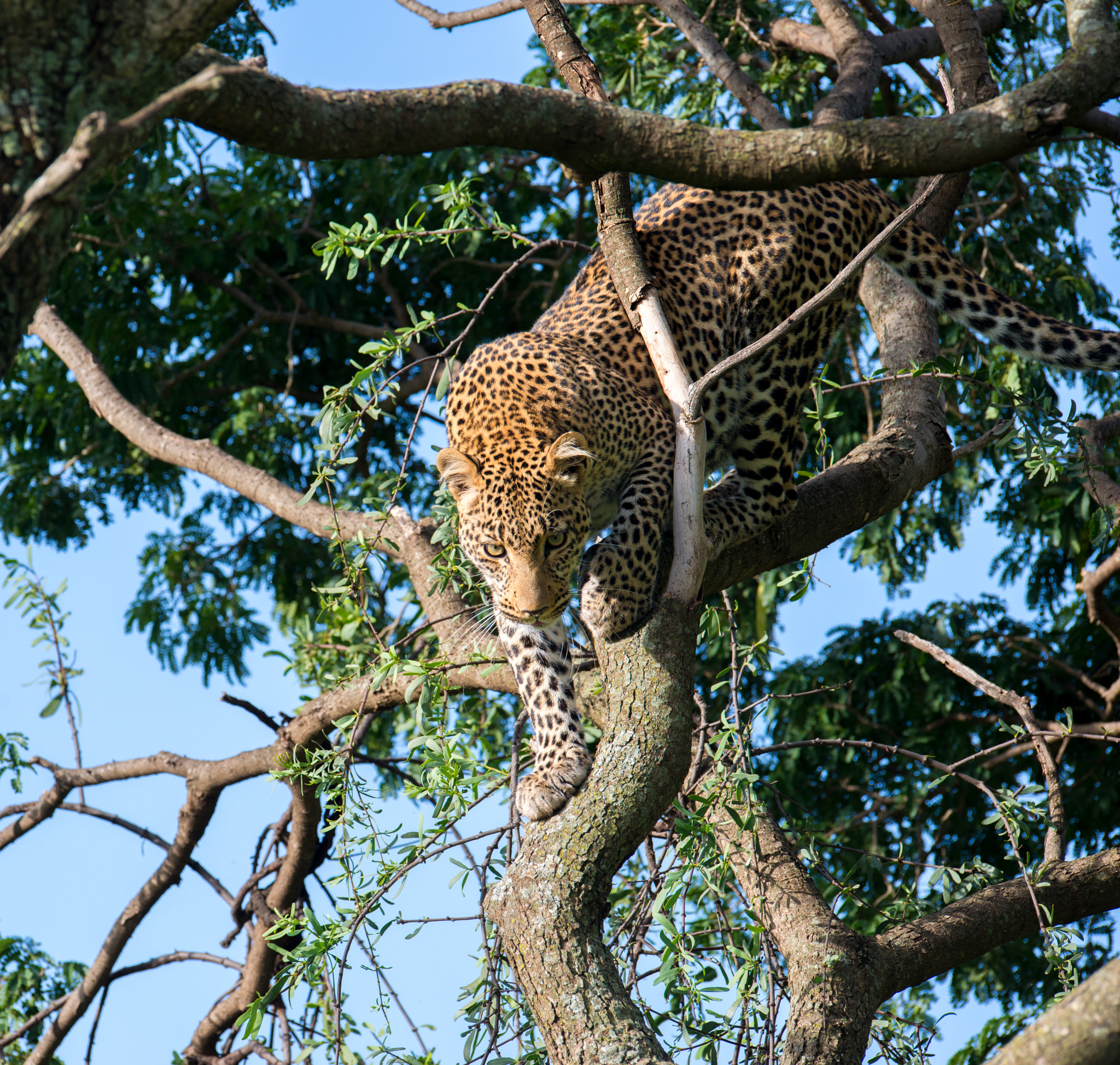 Nikon AF-S Nikkor 400mm F2.8G ED VR II sample photo. Edit photography