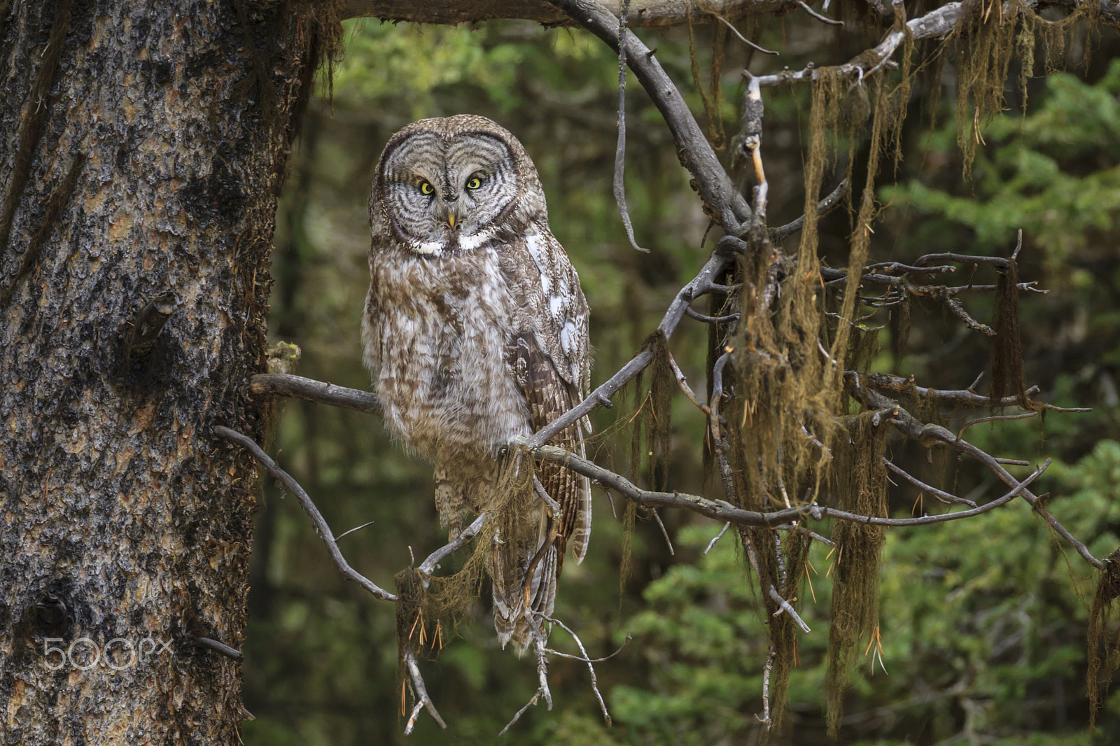 Canon EOS-1D Mark IV sample photo. Great gray owl photography