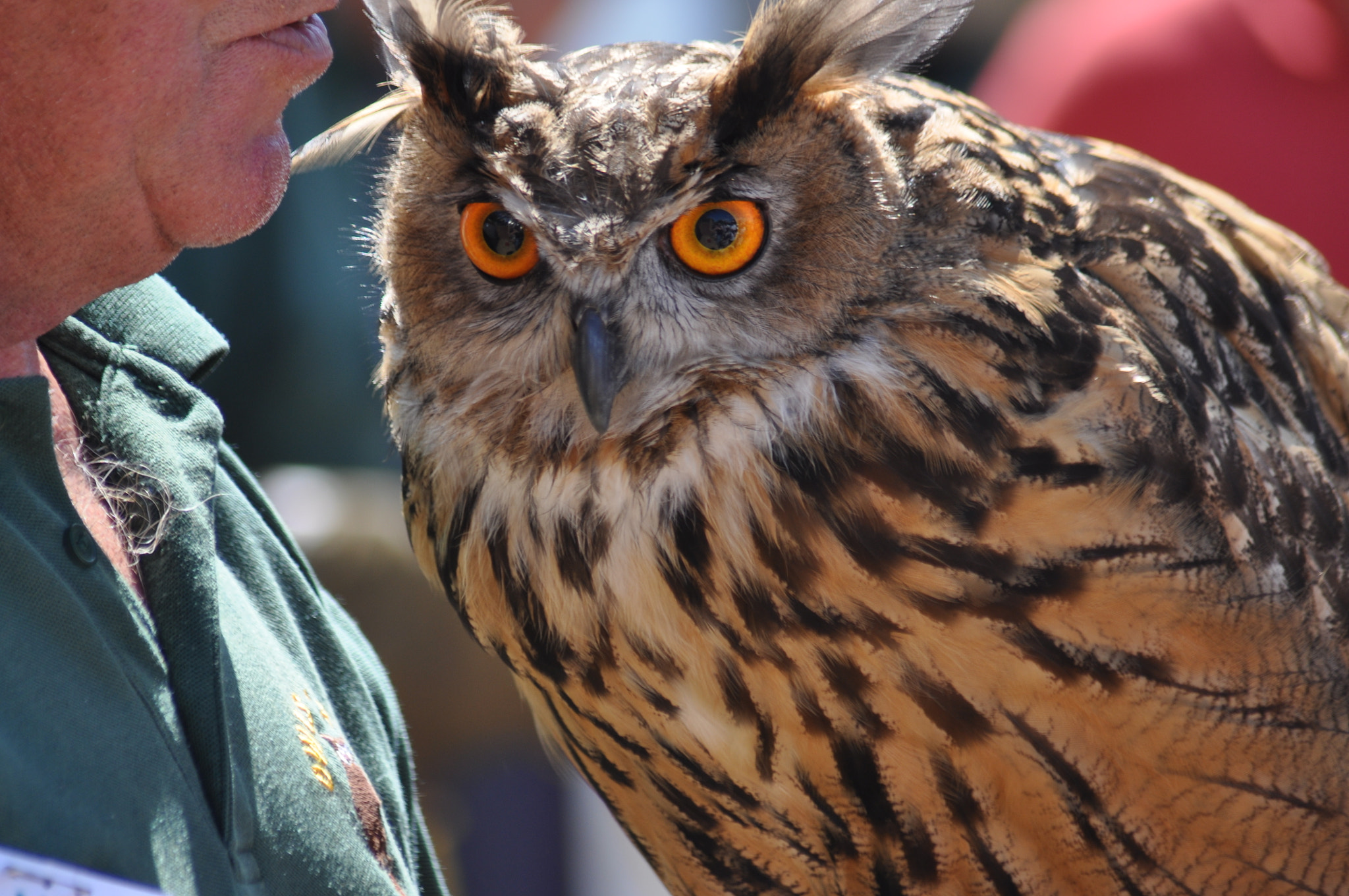 Sigma 70-300mm F4-5.6 APO Macro Super II sample photo. Hoot photography