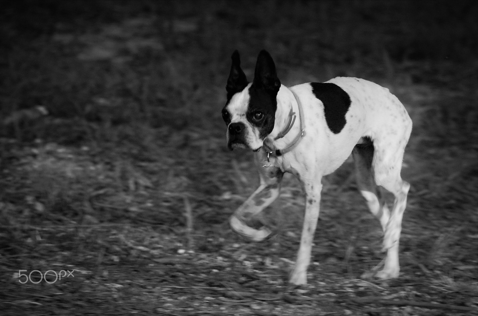 Nikon D40 sample photo. Ruby photography