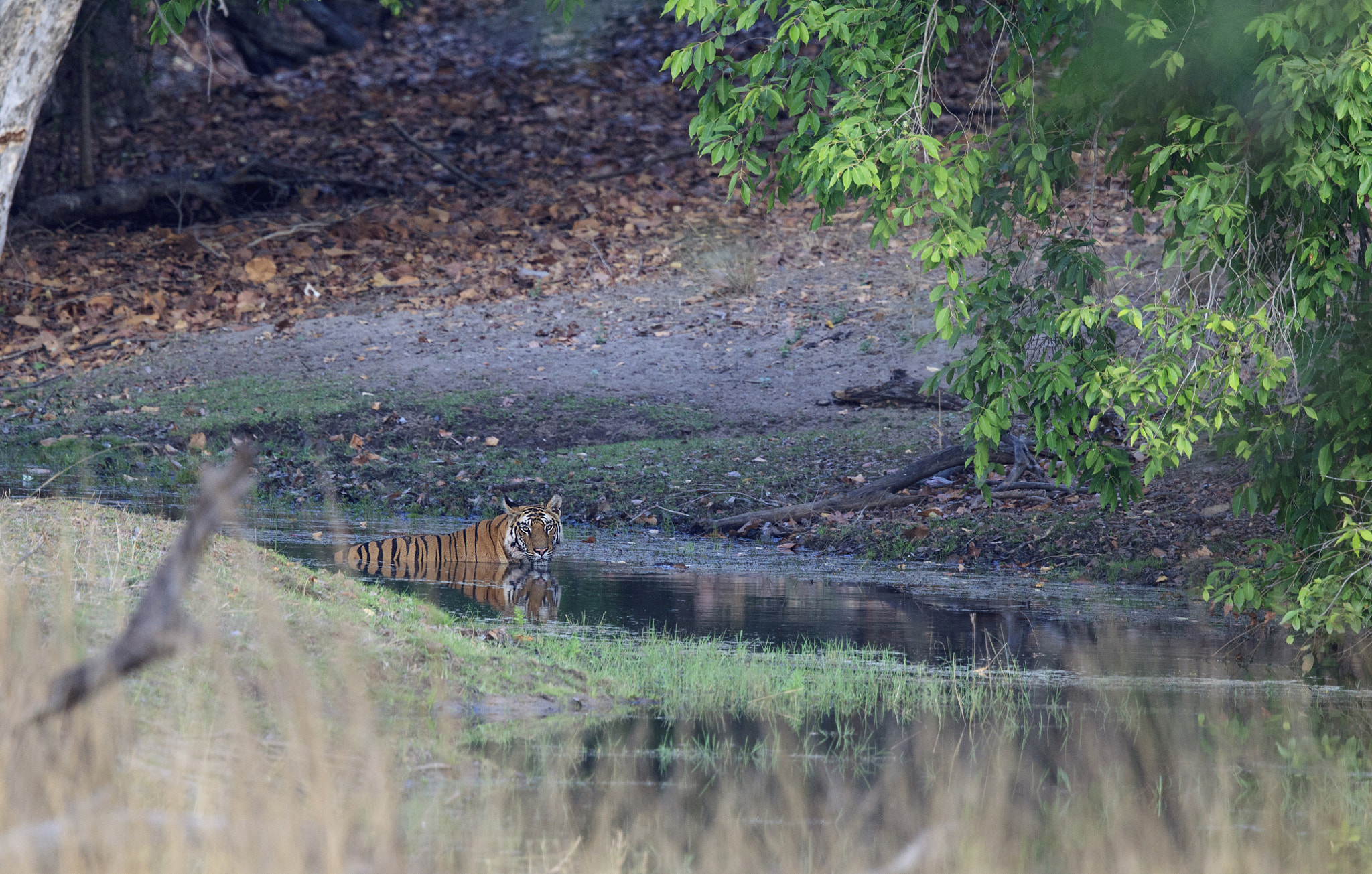 Canon EF 500mm F4L IS II USM sample photo. Male bengal tiger photography