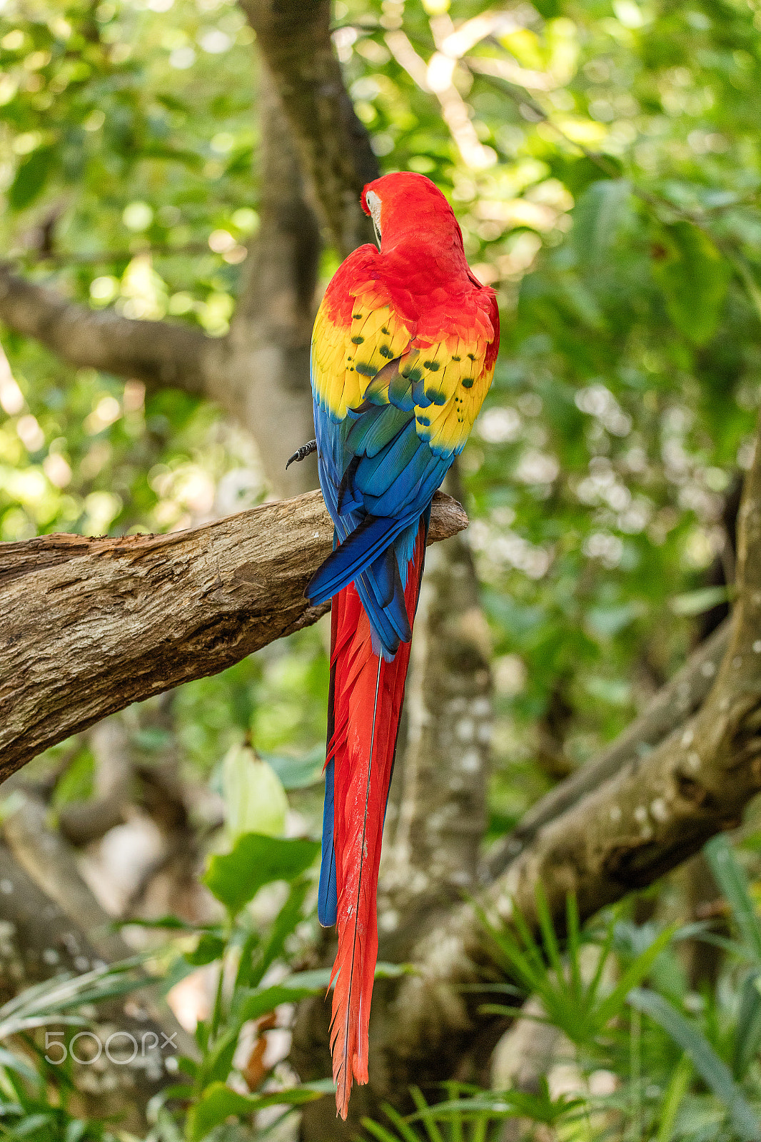 150-600mm F5-6.3 DG OS HSM | Sports 014 sample photo. Scarlet macaw photography