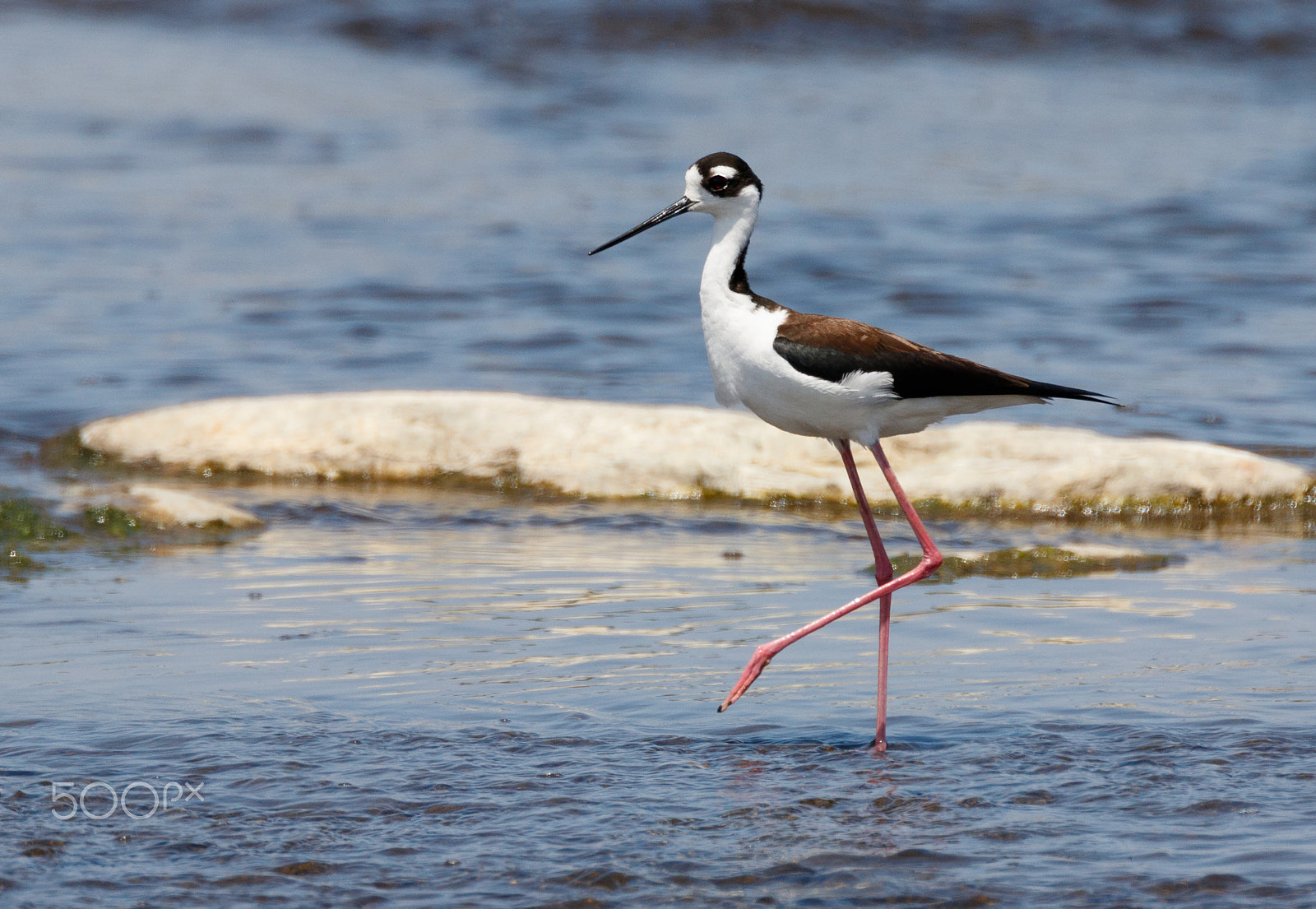 Canon EF 100-400mm F4.5-5.6L IS II USM sample photo. Blackneckstilt9571.jpg photography