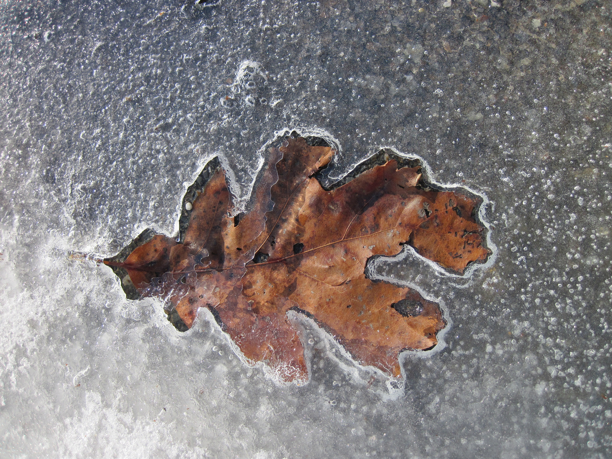 Canon PowerShot D10 sample photo. Icy leaf photography