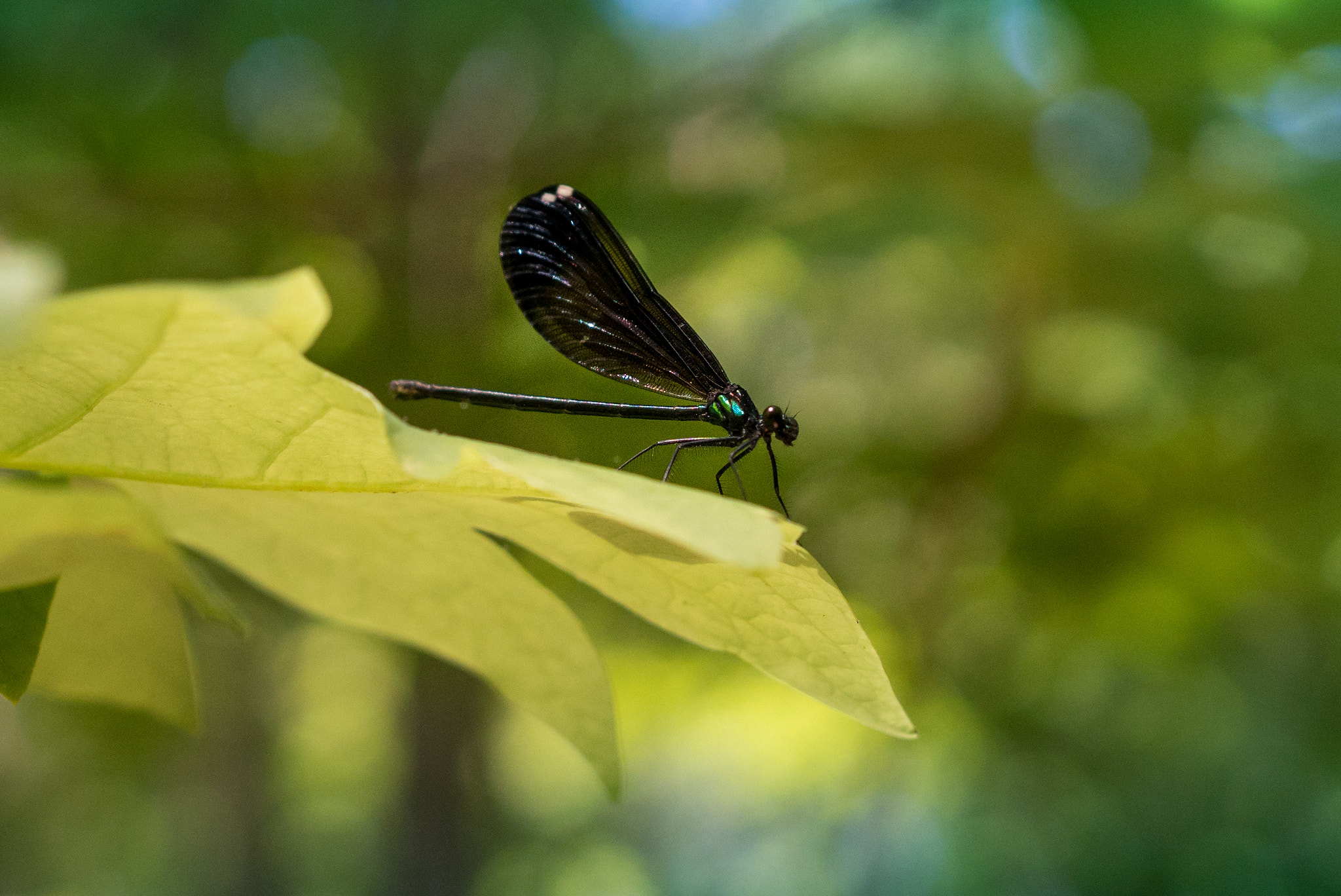 Sony a6300 + 18-35mm F1.8 DC HSM | Art 013 sample photo. Green photography