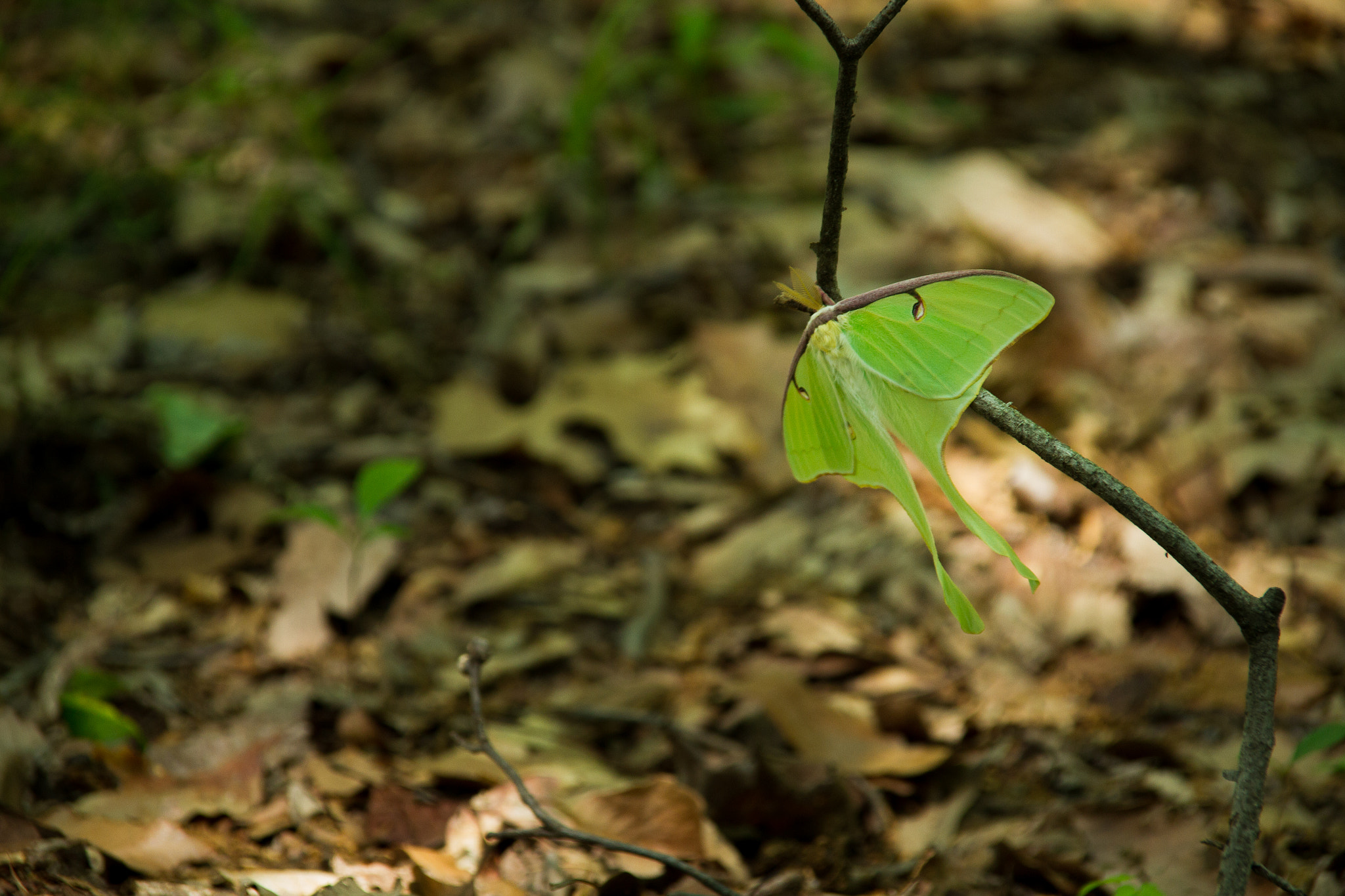 Canon EOS 7D + Sigma 18-125mm f/3.5-5.6 DC IF ASP sample photo. Luna moth photography