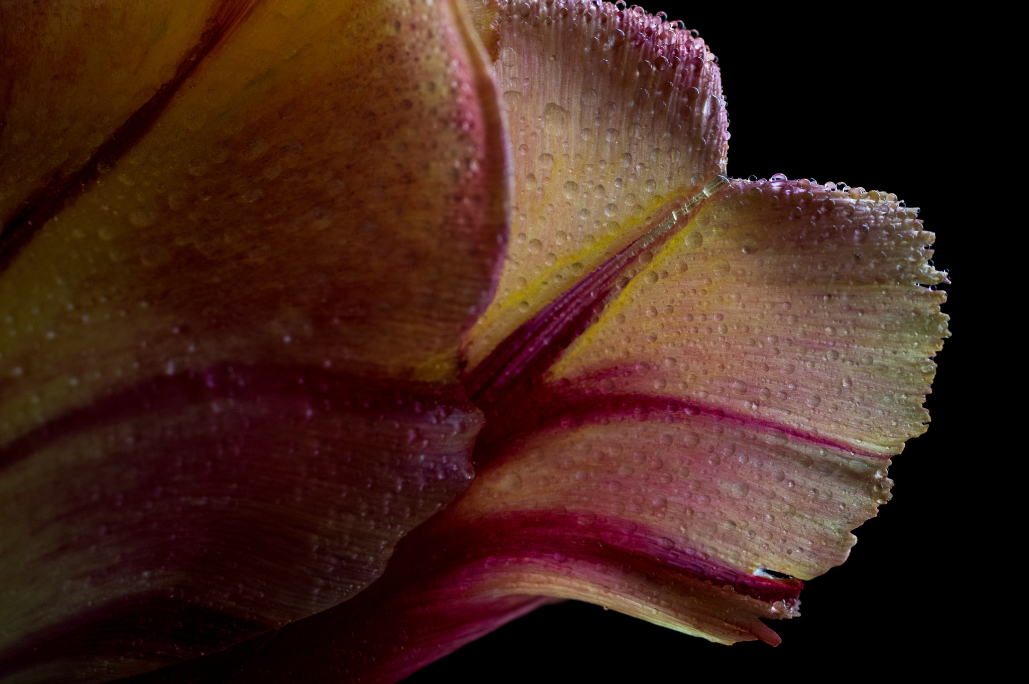 Pentax K-3 + smc PENTAX-FA Macro 50mm F2.8 sample photo. Petals photography