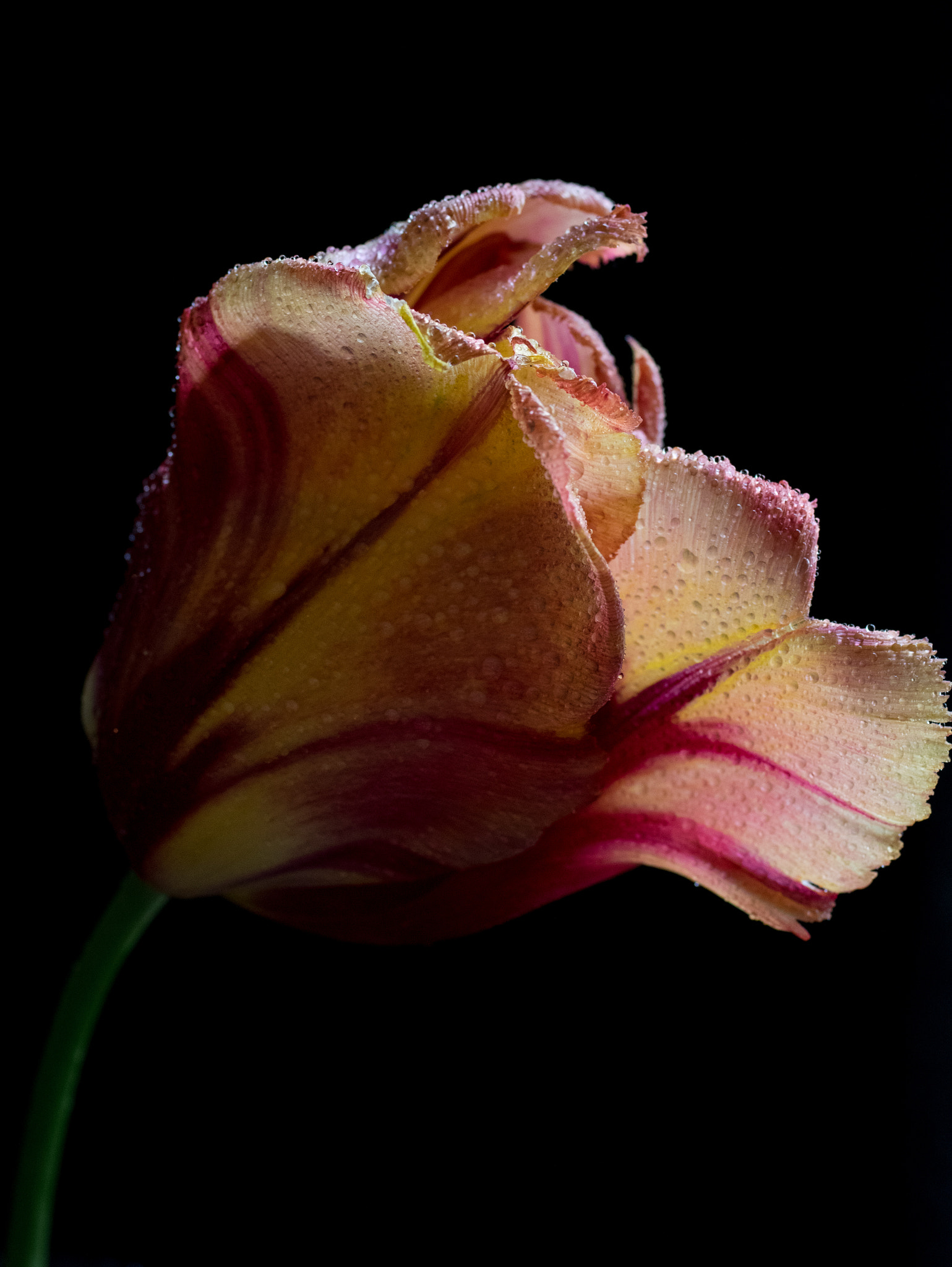 Pentax K-3 + smc PENTAX-FA Macro 50mm F2.8 sample photo. Parrot tulip photography