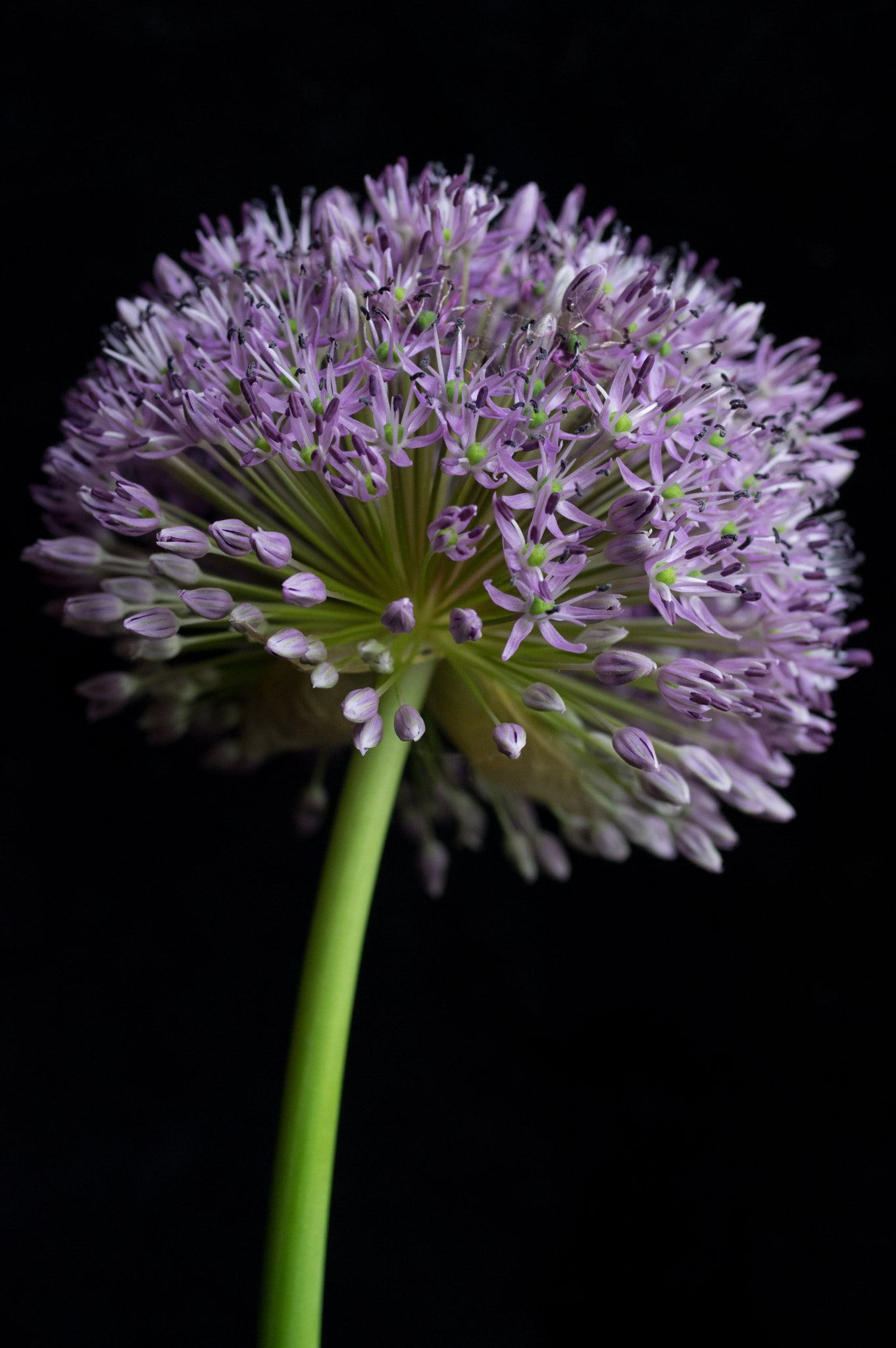 Pentax K-3 + smc PENTAX-FA Macro 50mm F2.8 sample photo. Allium photography