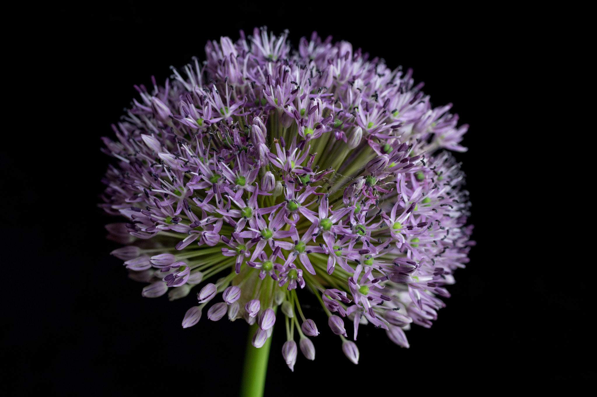 Pentax K-3 + smc PENTAX-FA Macro 50mm F2.8 sample photo. Allium photography
