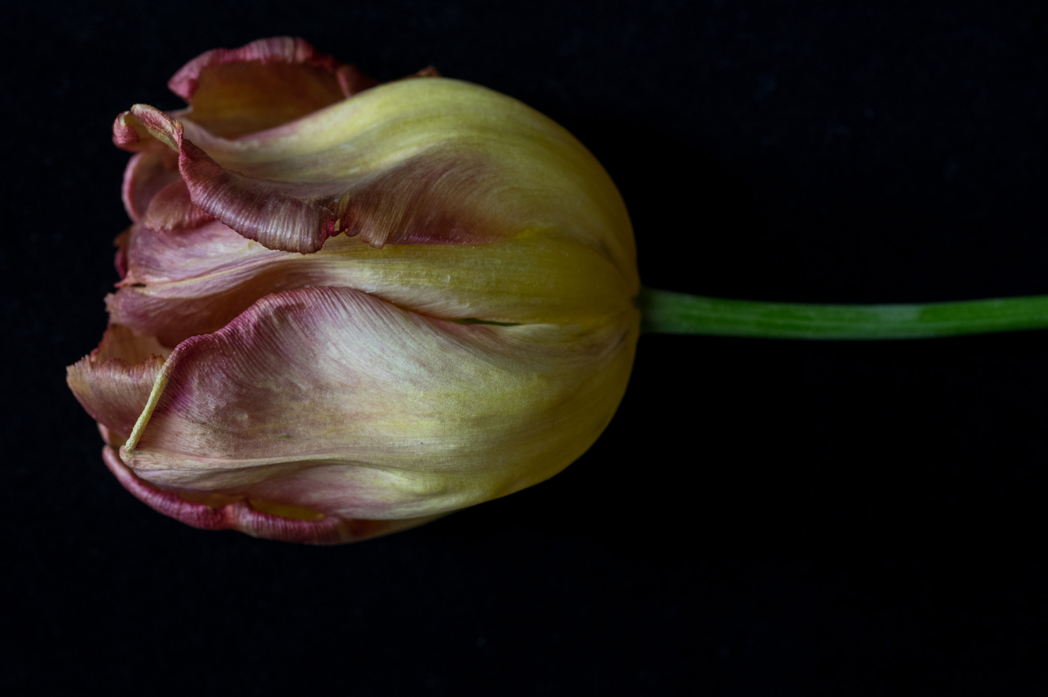 Pentax K-3 + smc PENTAX-FA Macro 50mm F2.8 sample photo. Tulip photography