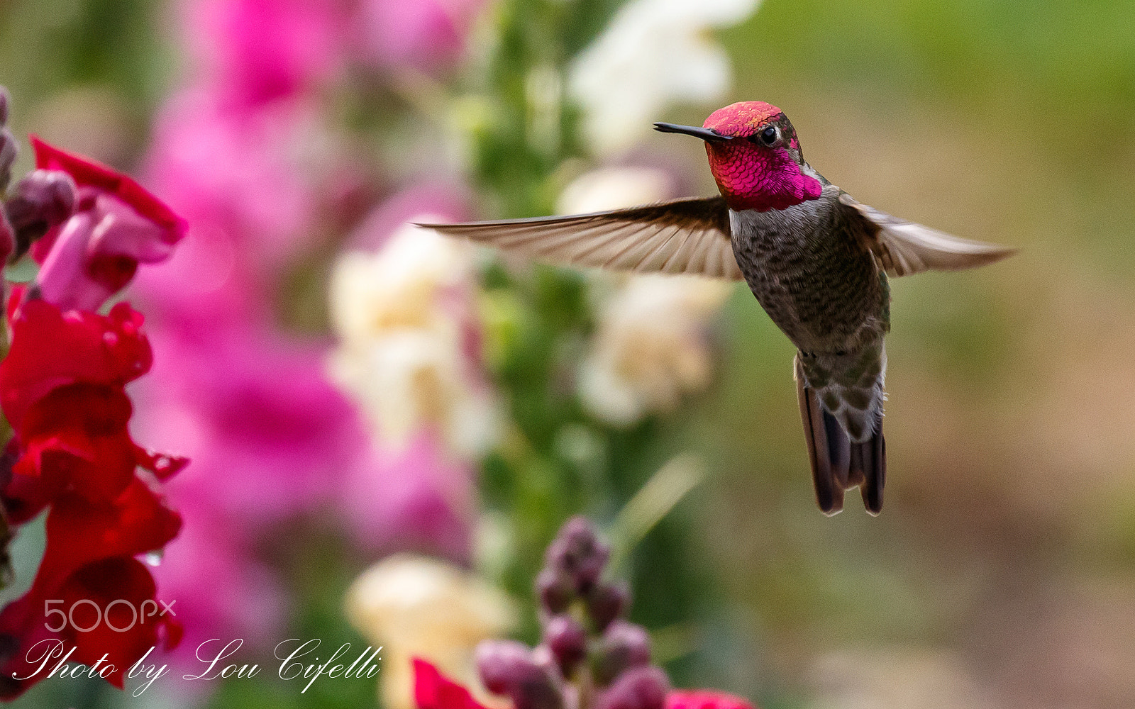 Canon EF 100-400mm F4.5-5.6L IS II USM sample photo. Hummingbird4241.jpg photography