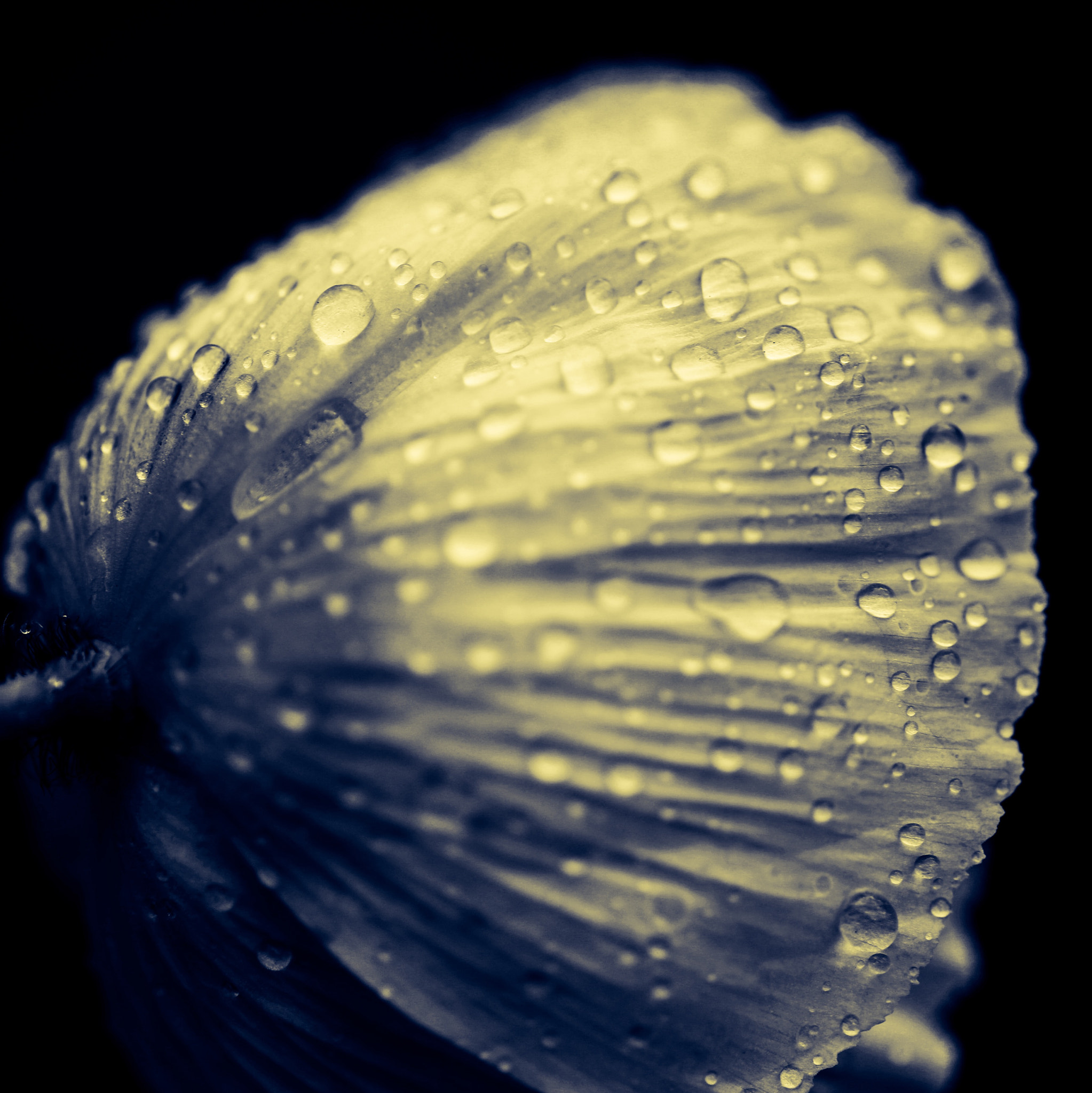 Canon 90mm sample photo. Poppies are delicate photography