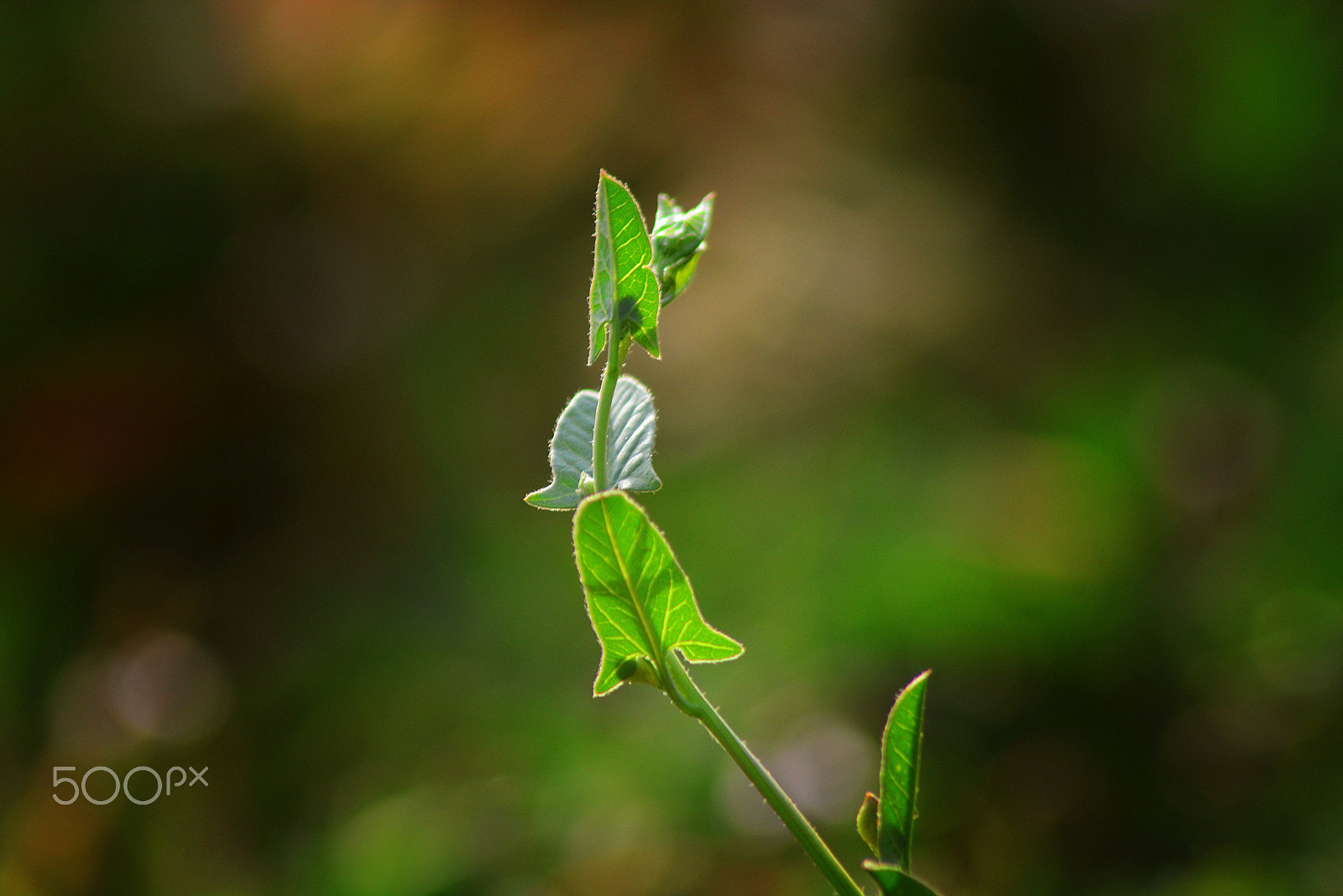 Nikon AF Nikkor 70-300mm F4-5.6G sample photo. Up photography
