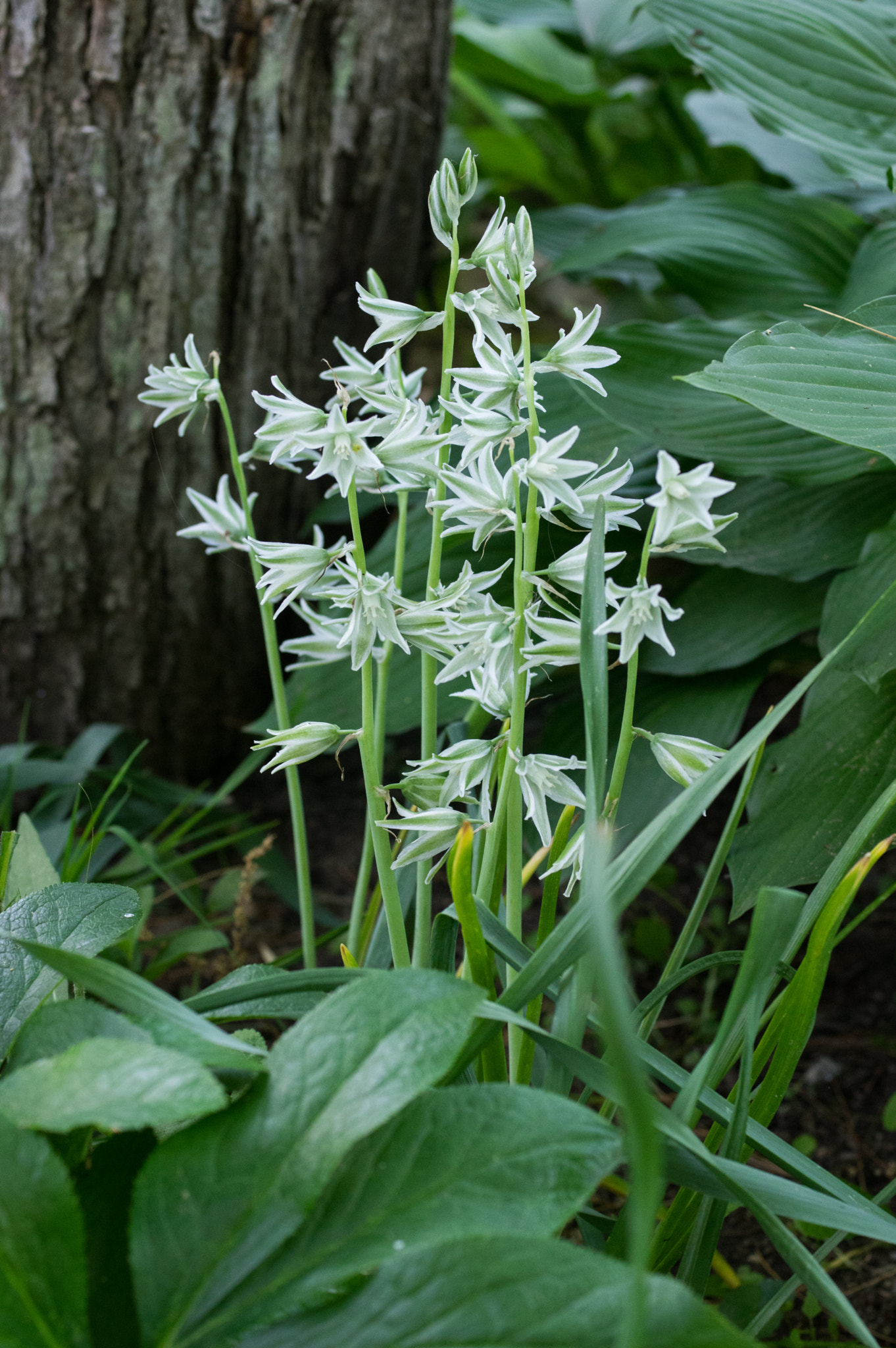 Pentax K-3 + smc PENTAX-FA Macro 50mm F2.8 sample photo. Ornithogalum nutans silver bells photography