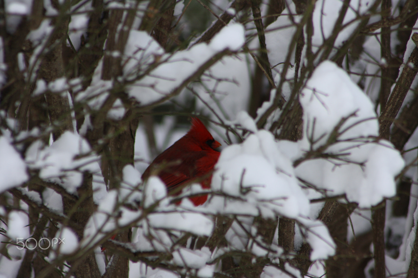 Canon EOS 1000D (EOS Digital Rebel XS / EOS Kiss F) + EF75-300mm f/4-5.6 sample photo. Cardinal in snow photography