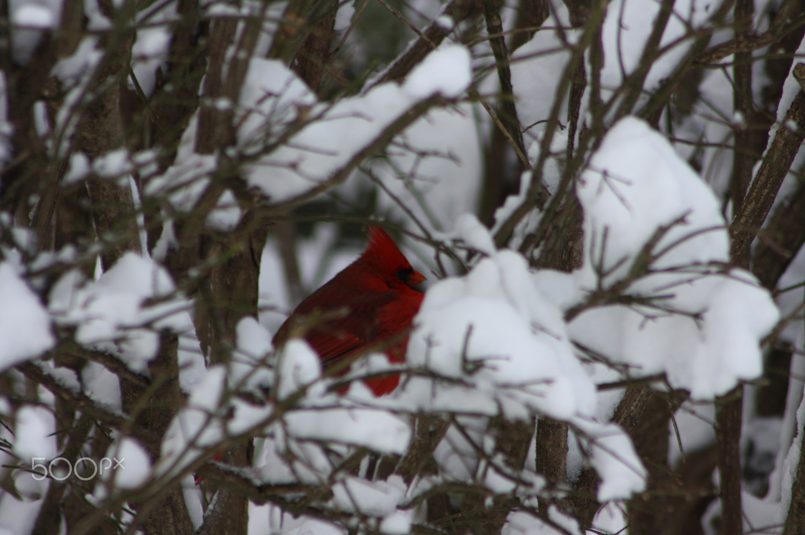 Canon EOS 1000D (EOS Digital Rebel XS / EOS Kiss F) sample photo. Cardinal in snow photography