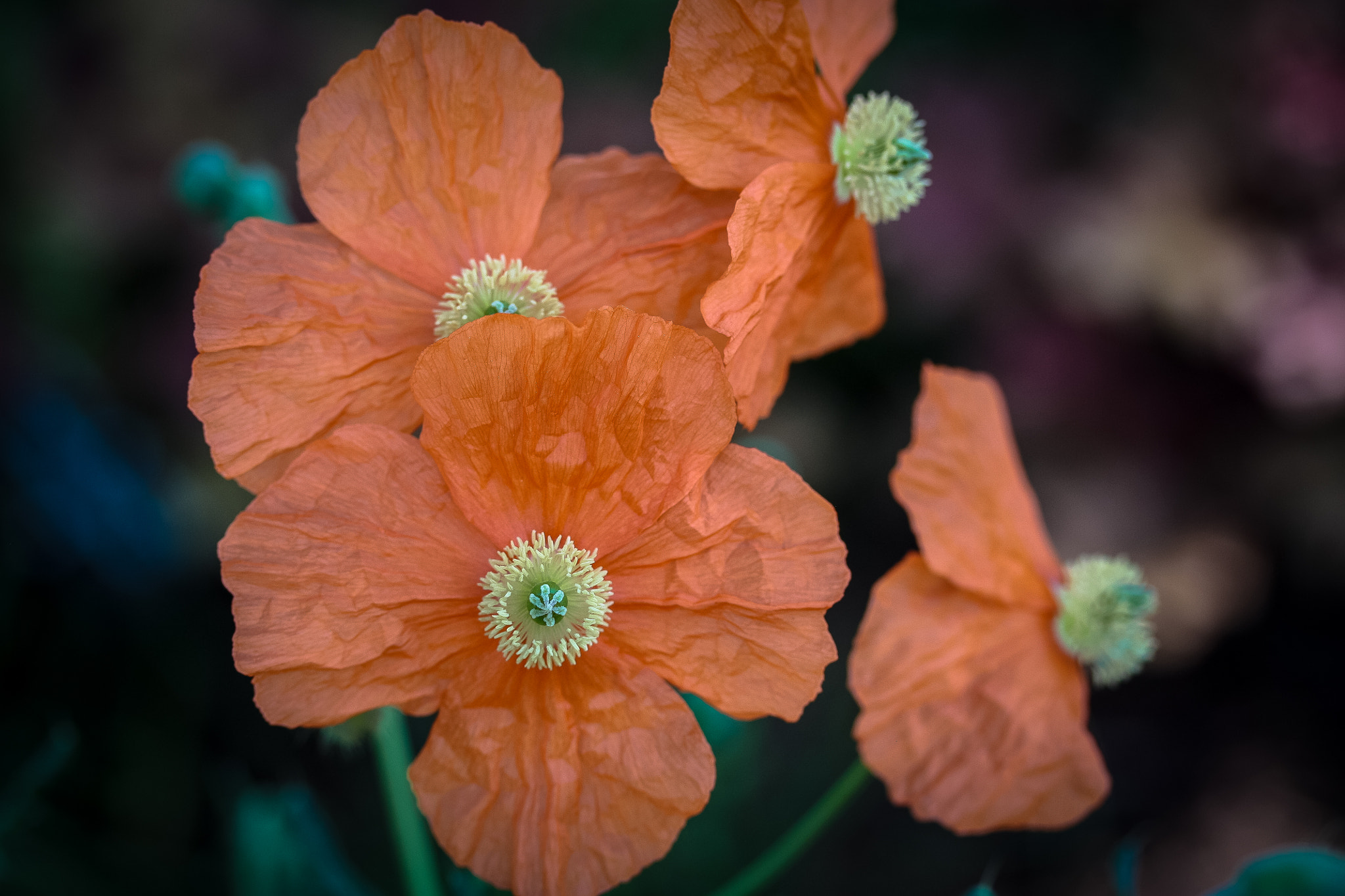 Canon EF-S 60mm F2.8 Macro USM sample photo. Poppy mache photography