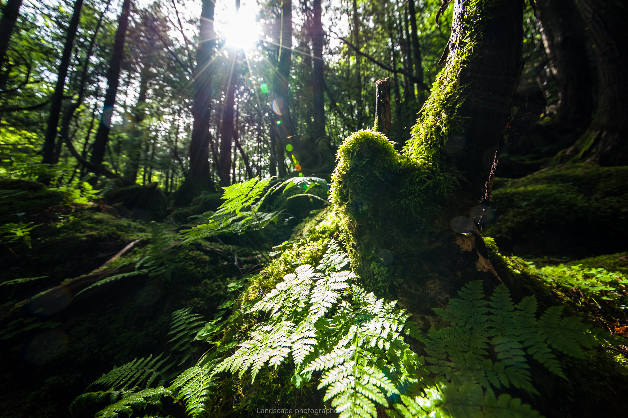 Sigma 12-24mm F4.5-5.6 II DG HSM sample photo. Forest in the morning photography