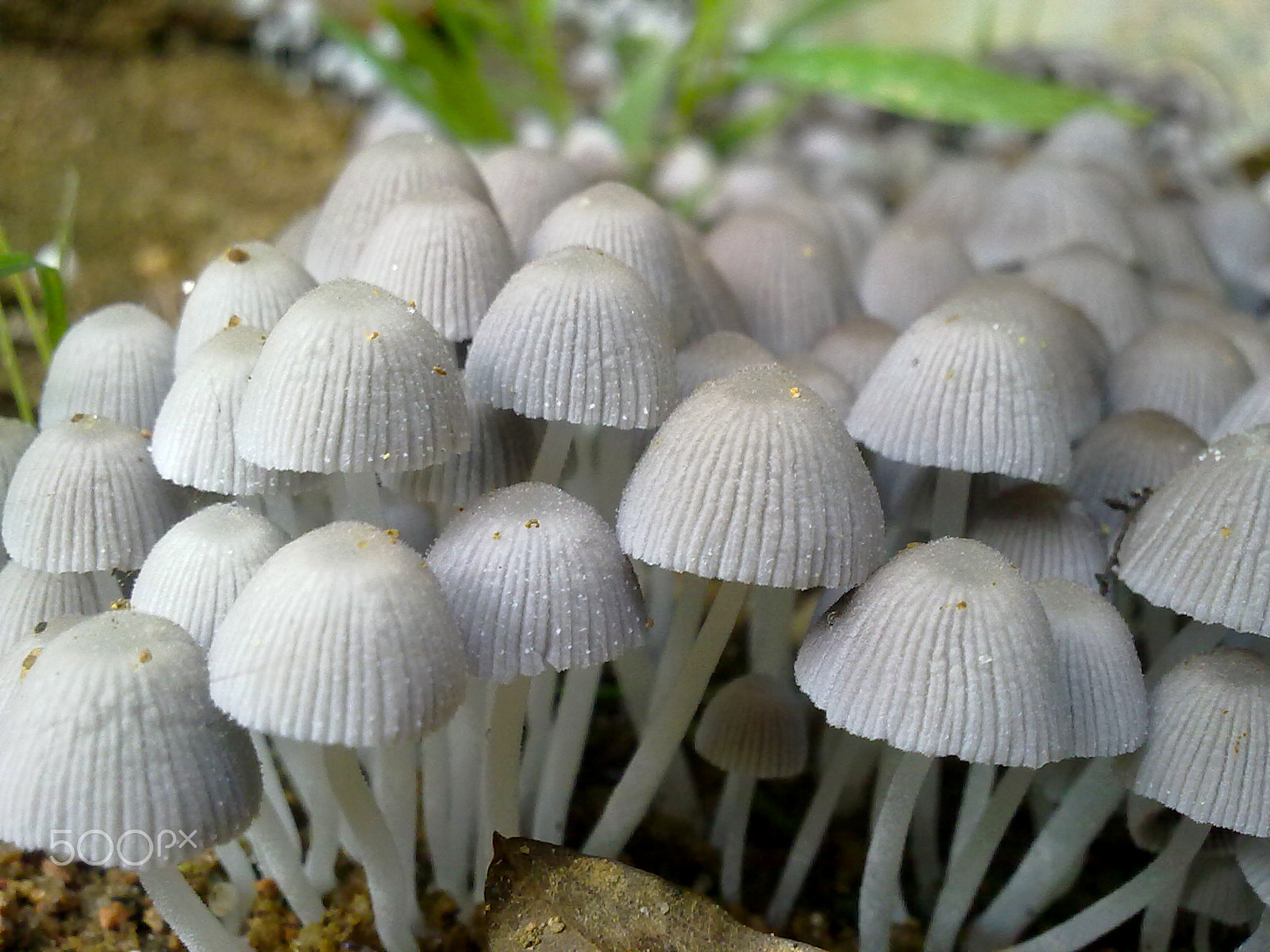 Nokia 5530 sample photo. Union in nature photography