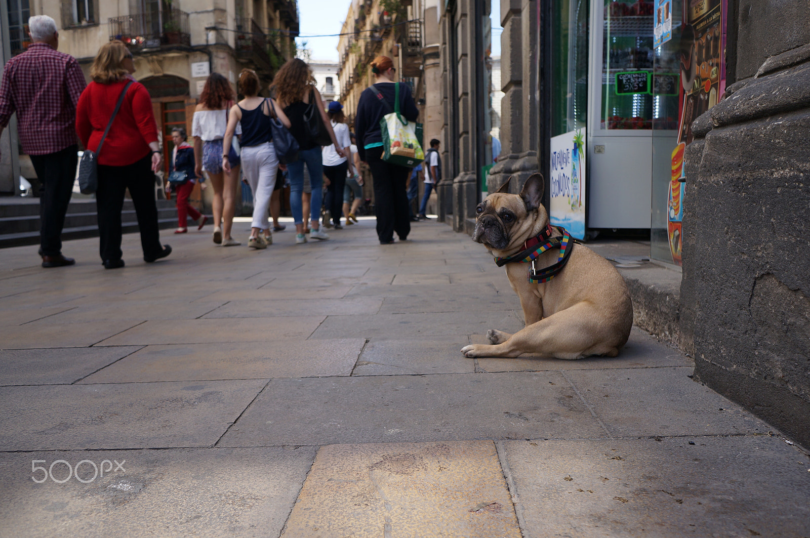 Sony Alpha NEX-5R + Sony E 20mm F2.8 sample photo. Frenchie in barcelona photography