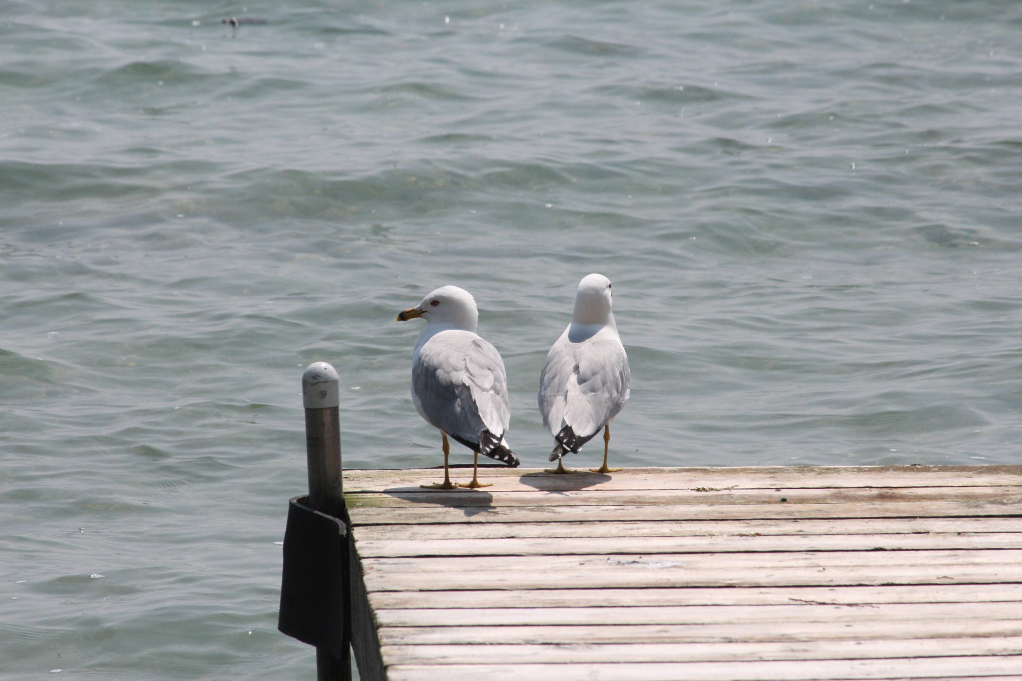 Canon EOS 650D (EOS Rebel T4i / EOS Kiss X6i) + Canon EF 50mm f/1.8 sample photo. 2 seagulls photography