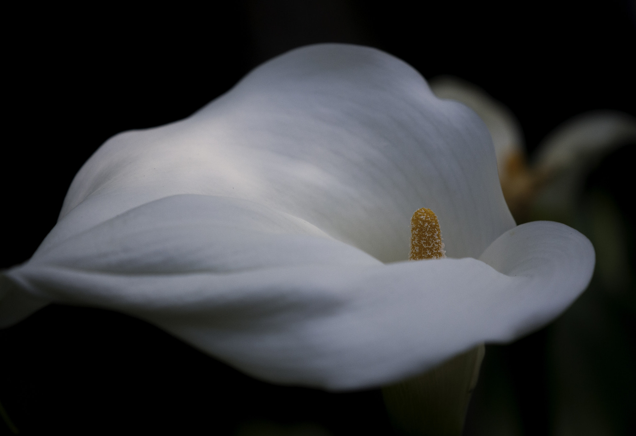 Nikon AF-S DX Micro-Nikkor 85mm F3.5G ED VR sample photo. Calla lily photography