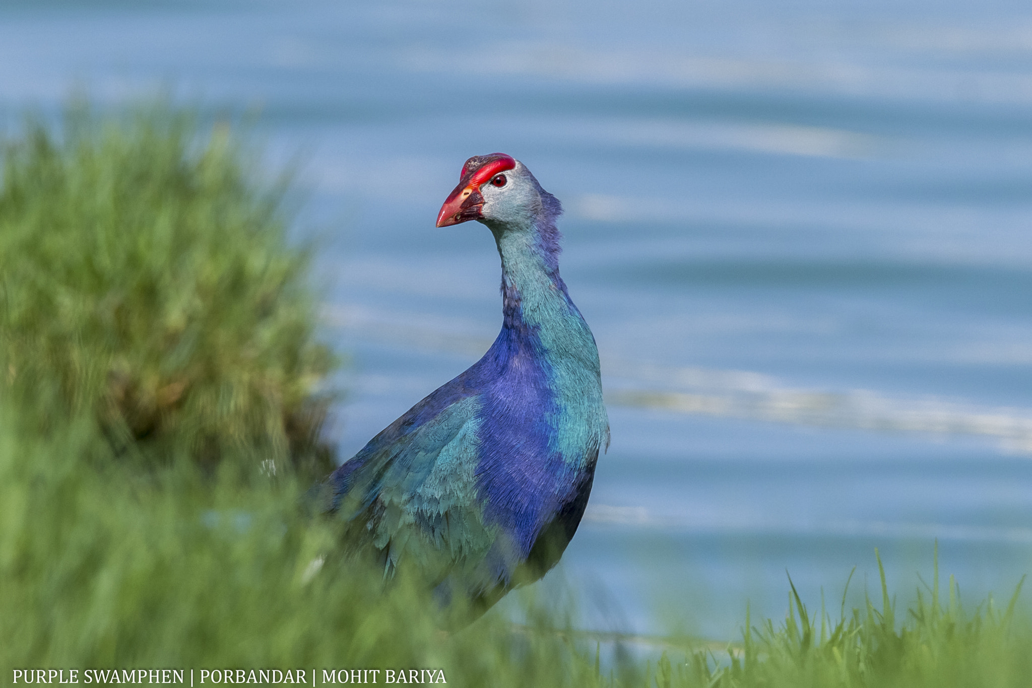 Sigma 150-600mm F5-6.3 DG OS HSM | C sample photo. Purple swamphen photography