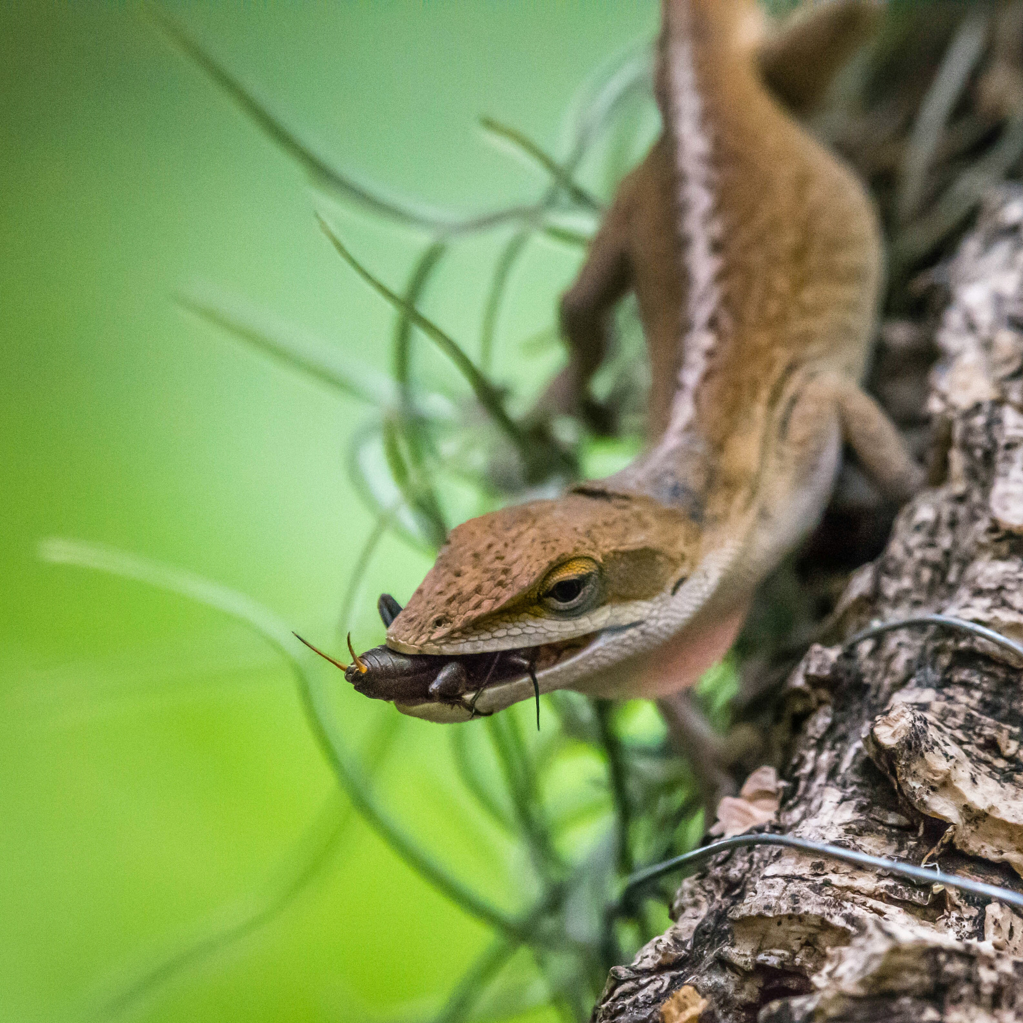 Nikon Nikkor AF-S 300mm F4E PF ED VR sample photo. Carolina anole photography