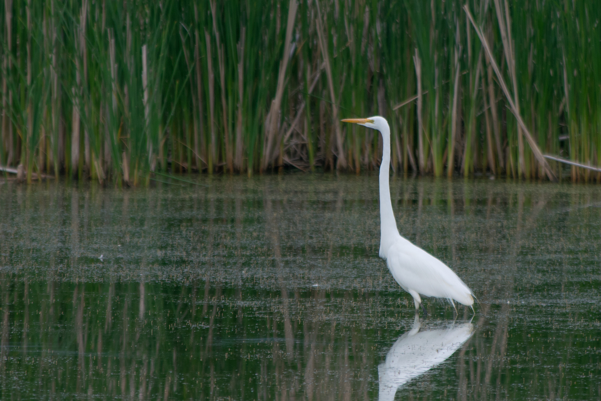 Nikon AF-S Nikkor 300mm F2.8G ED VR II sample photo. Great egret photography