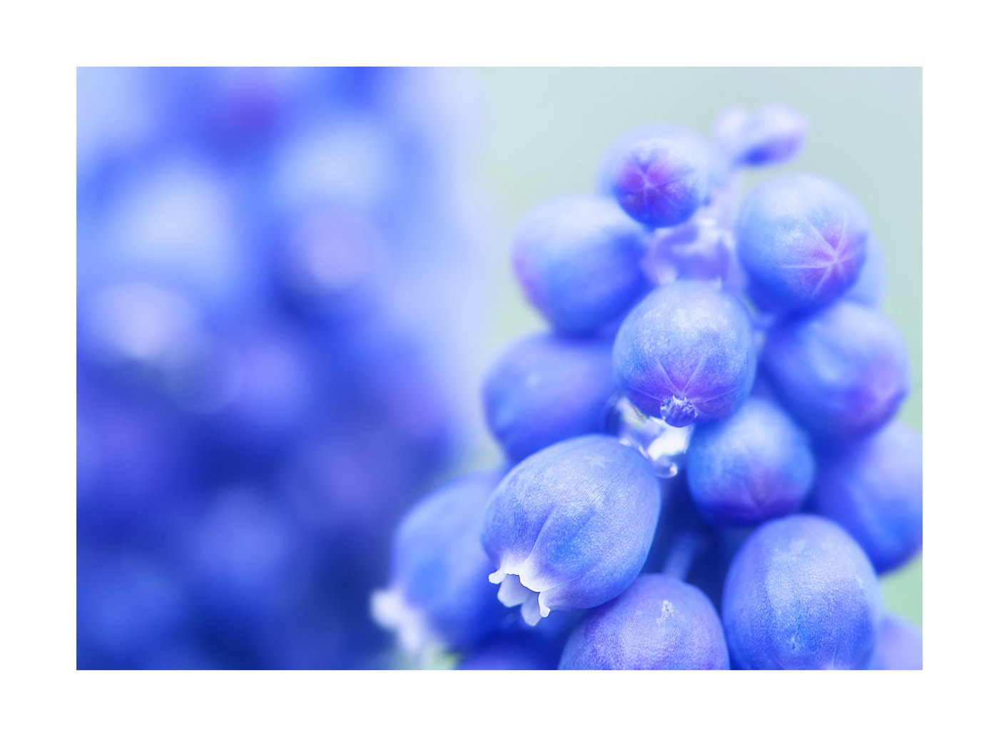 Sigma 105mm F2.8 EX DG OS HSM sample photo. Bleus photography